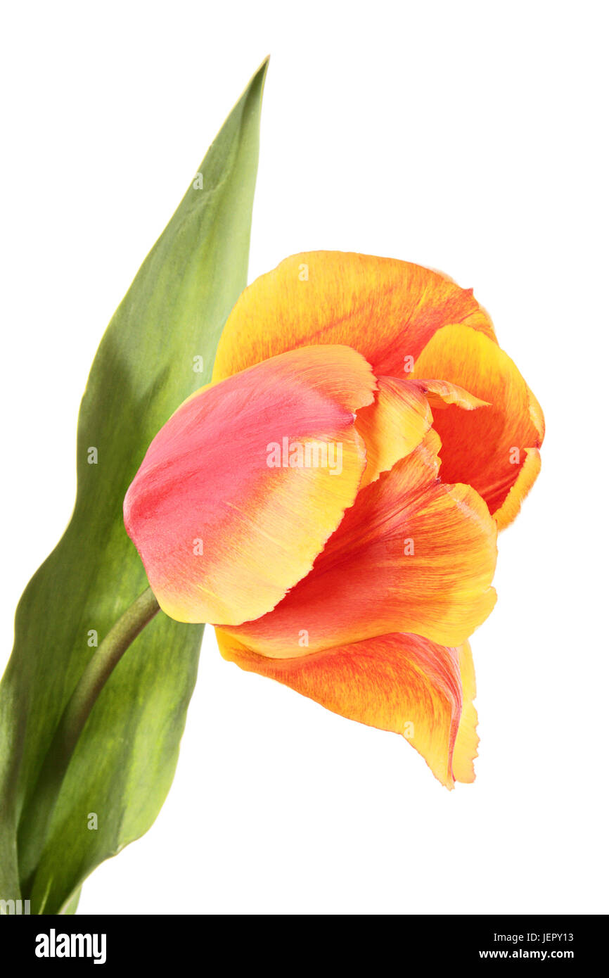 Close-up single red-yellow tulip flower with green leaf isolated on a ...