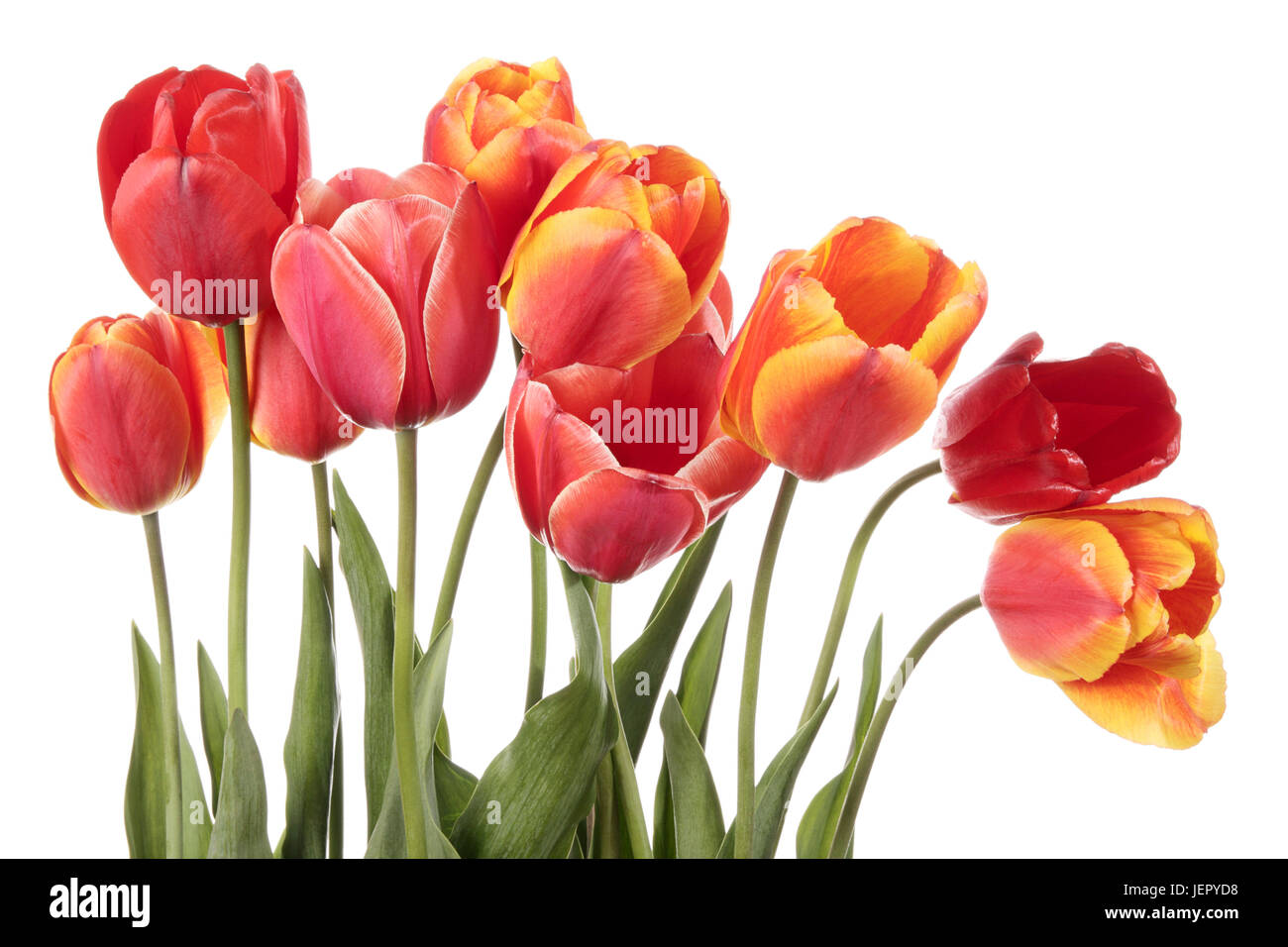 Gorgeous tulip flowers isolated on a white background Stock Photo