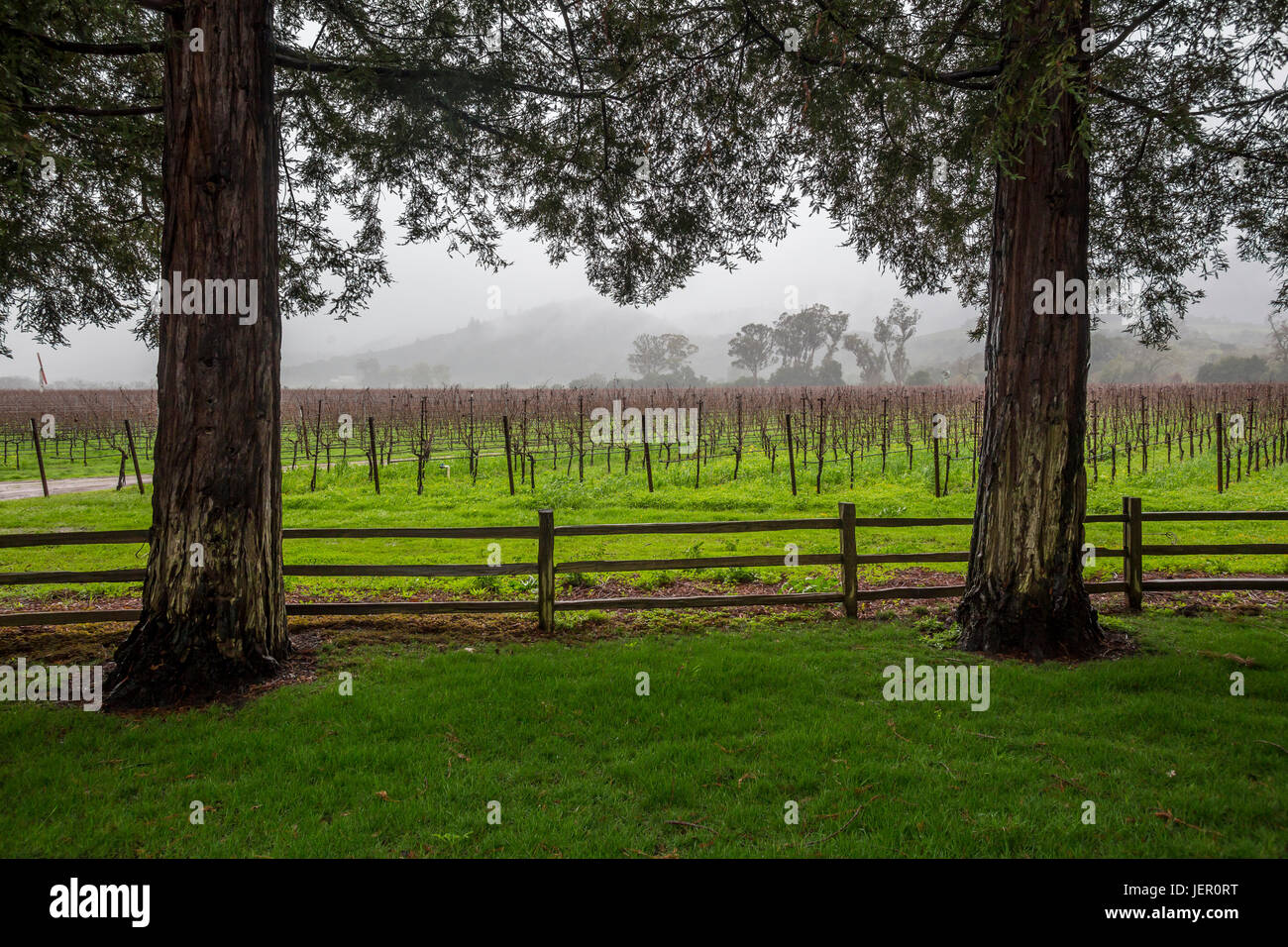 Cabernet Sauvignon vineyard, grape vineyard, vineyard, vineyards, viewed from, Far Niente Winery, Oakville, Napa Valley, Napa County, California Stock Photo