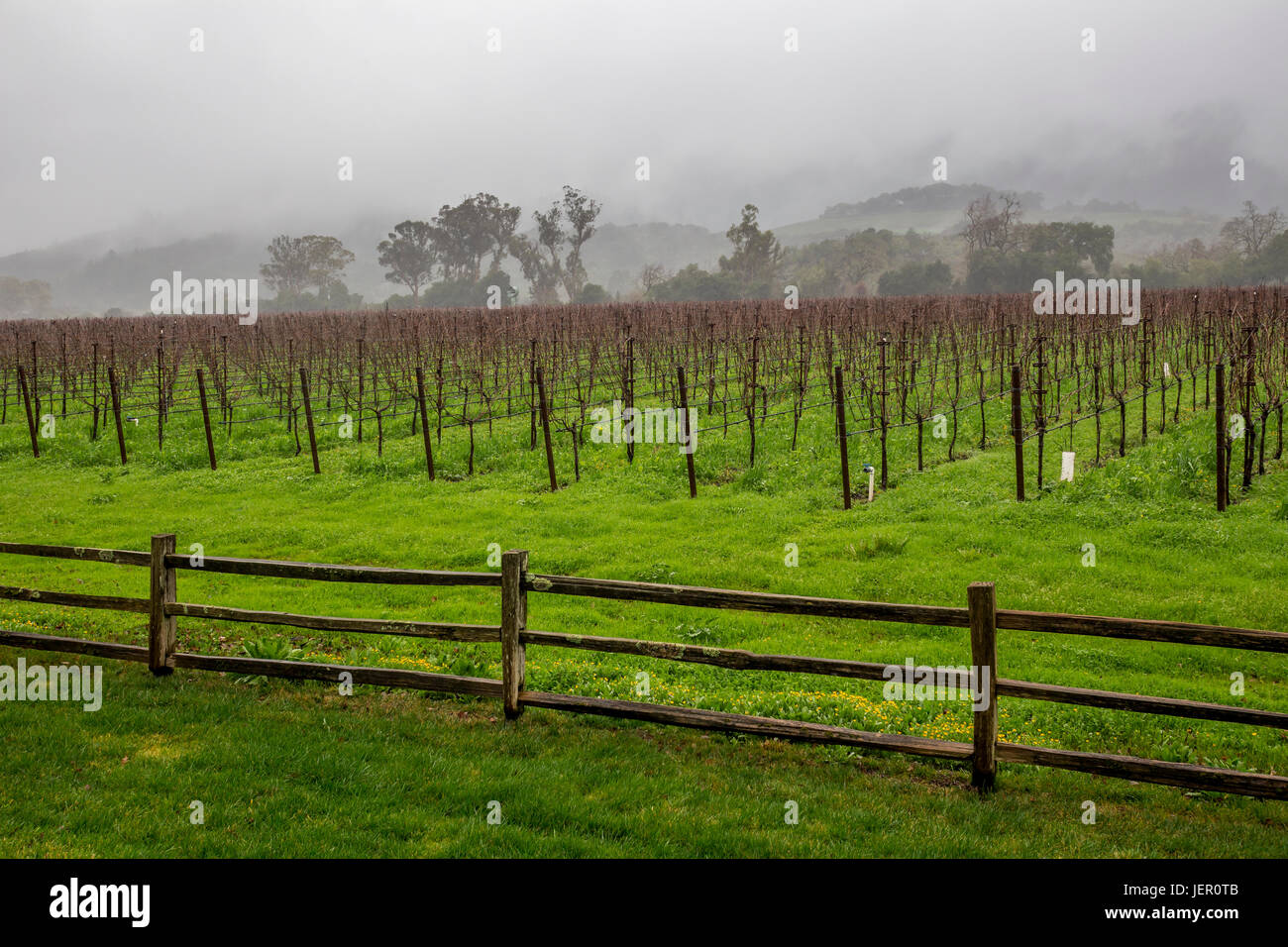 Cabernet Sauvignon vineyard, grape vineyard, vineyard, vineyards, viewed from, Far Niente Winery, Oakville, Napa Valley, Napa County, California Stock Photo
