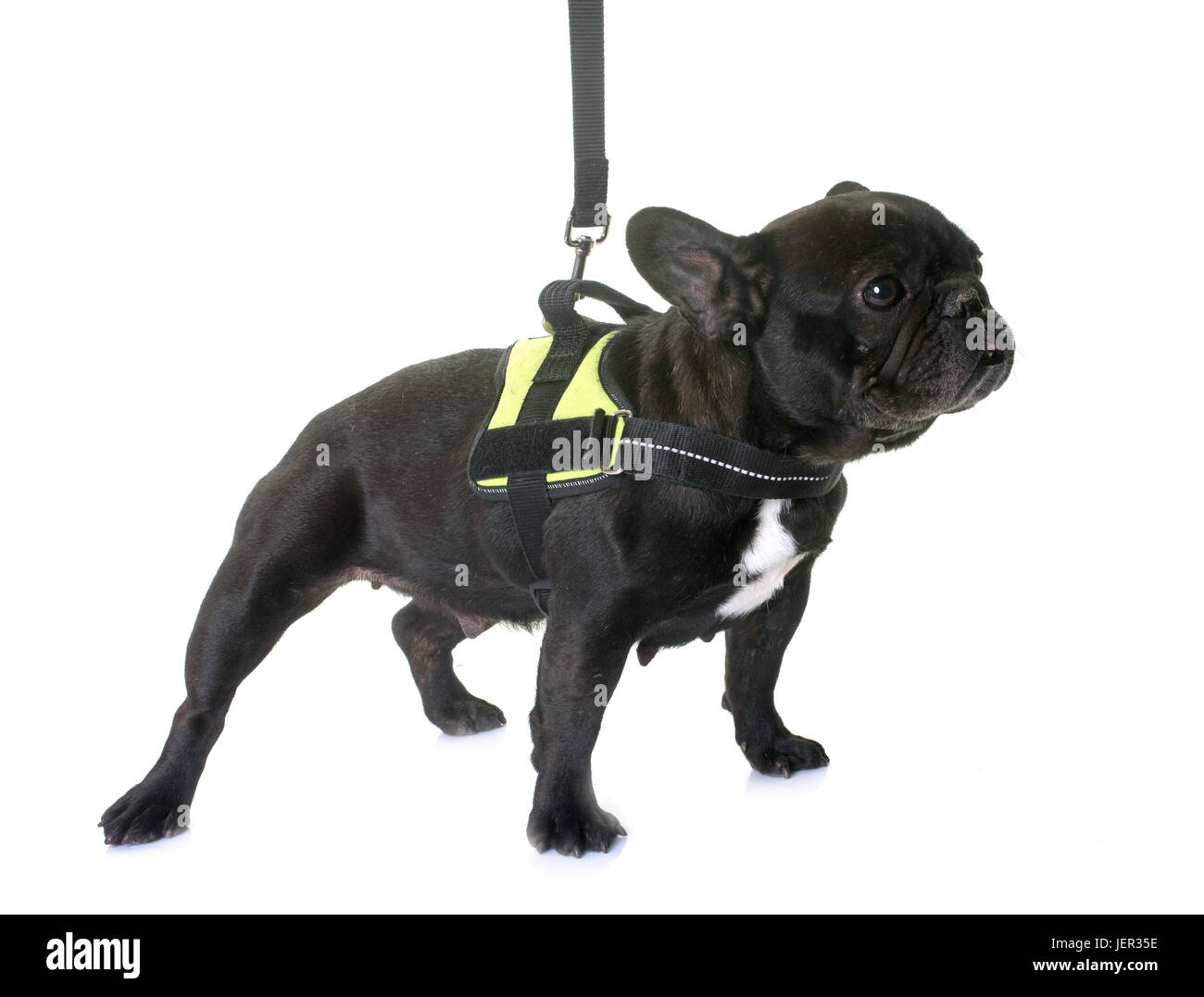 do french bulldogs need a harness