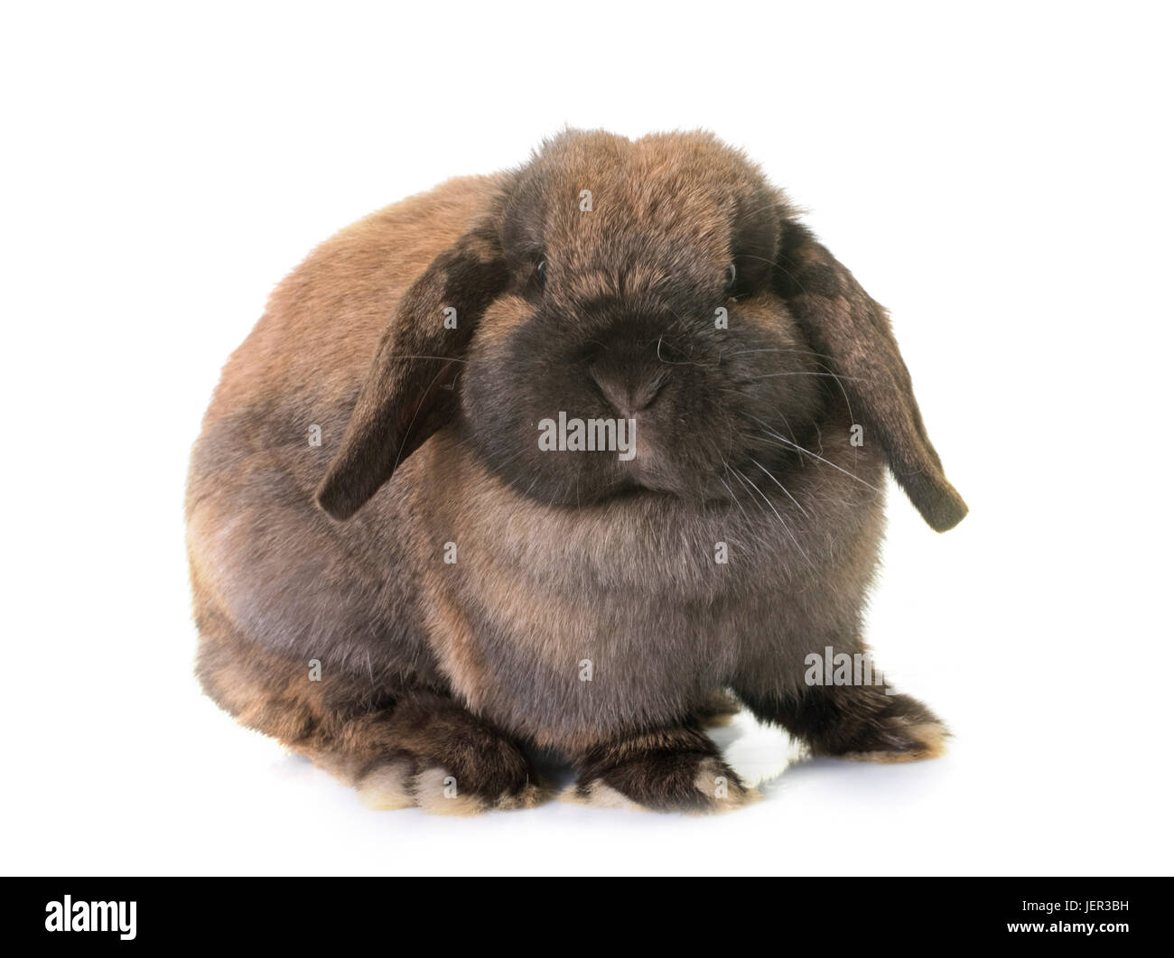 Dwarf lopeared rabbit in front of white background Stock Photo Alamy