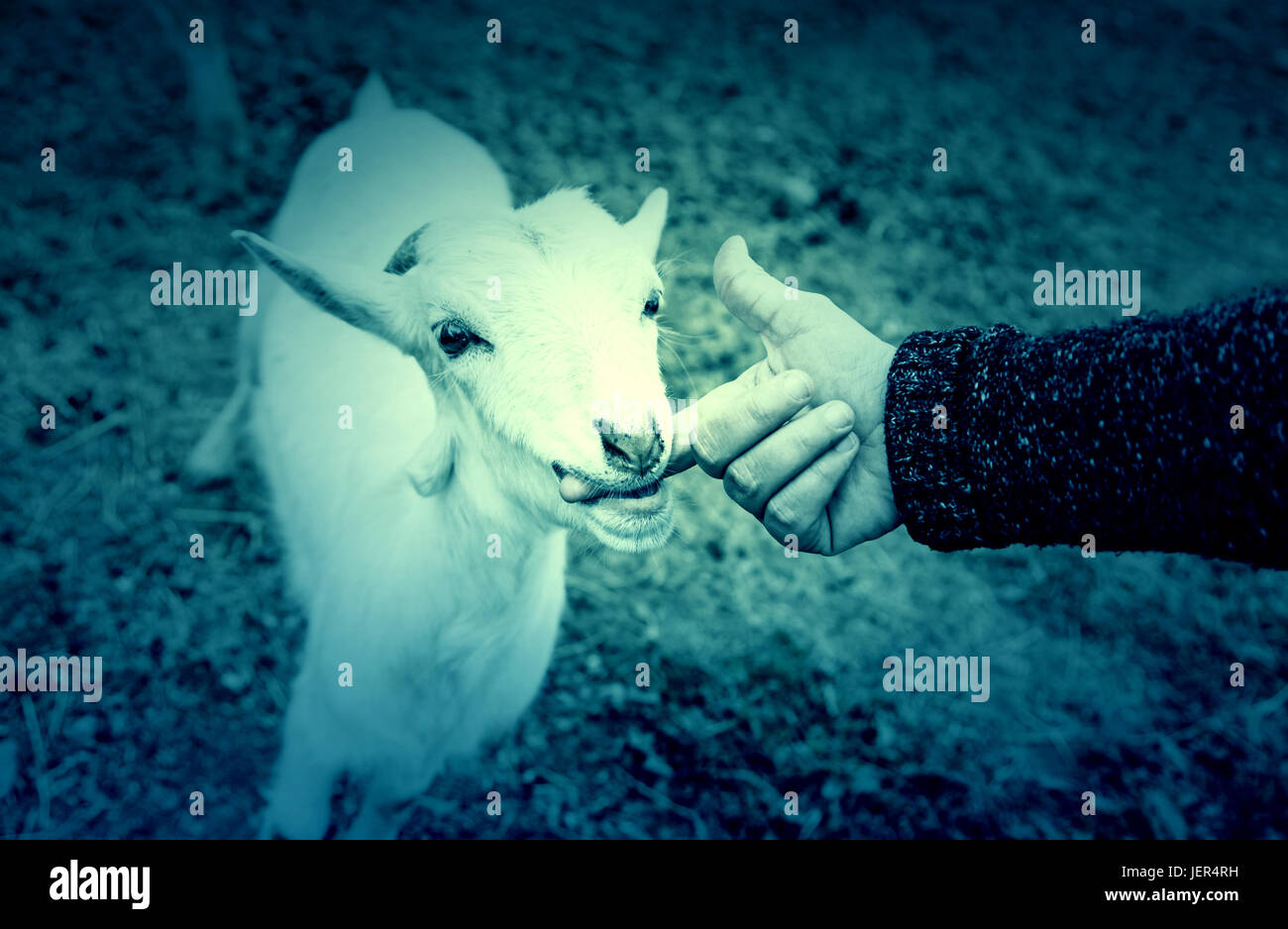 Fondling a goat on a farm, detail of a mammal, large producer Stock Photo