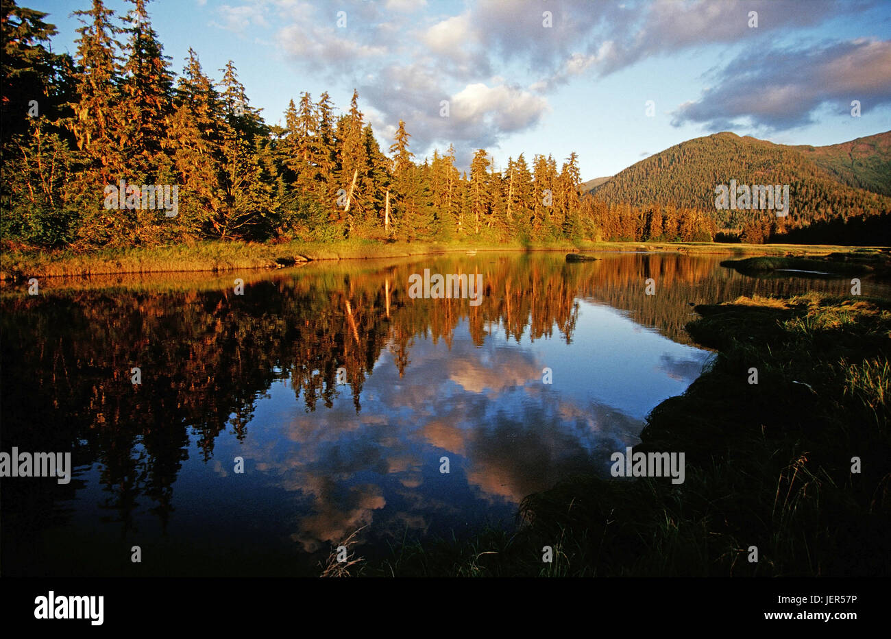 Reflexion in a beaver pond, southeast Alaska, Spiegelung in einem Biberteich - Südost Alaska Stock Photo