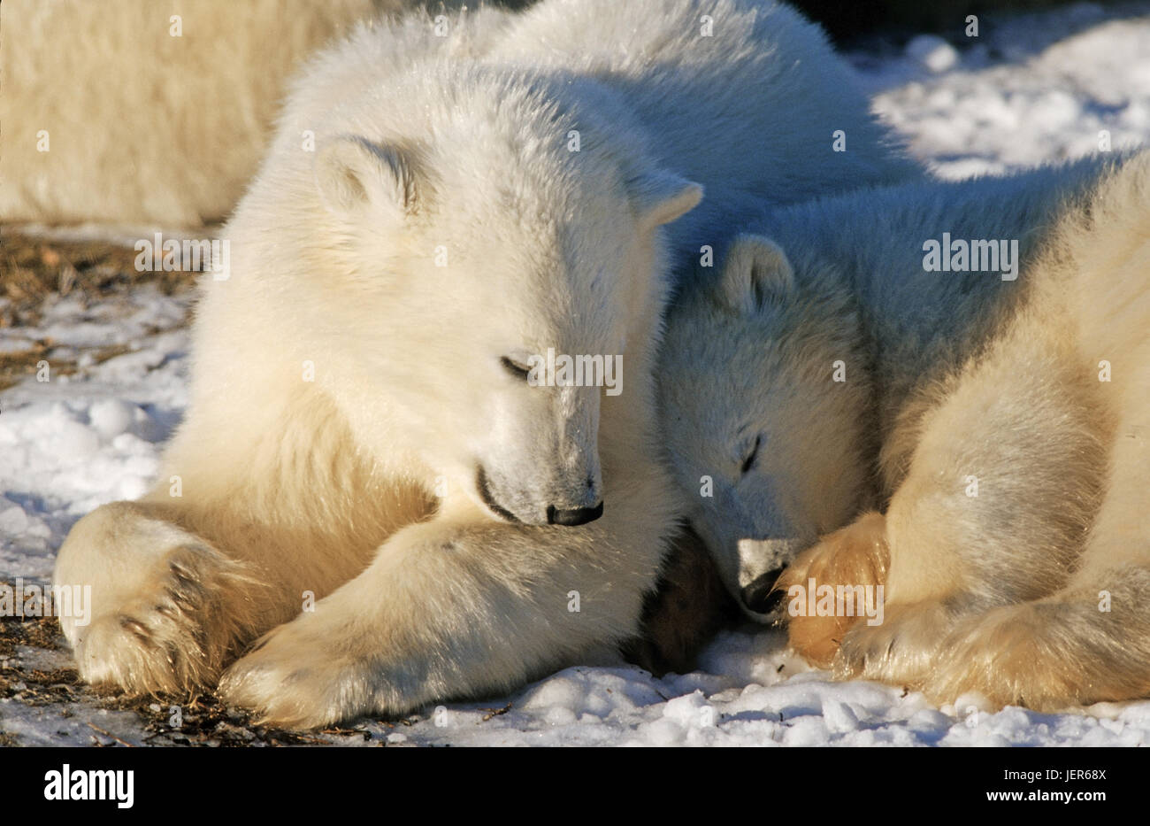 Two small polar bears, Ursus maritimus in the Hudson Bay, Canada, Zwei kleine Eisbären (Ursus maritimus) an der Hudson Bay - Kanada Stock Photo
