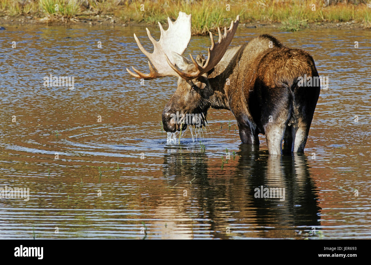 Elk, Alces alces in the Denali N.P., Alaska, Elch (Alces alces) im Denali N.P. - Alaska Stock Photo