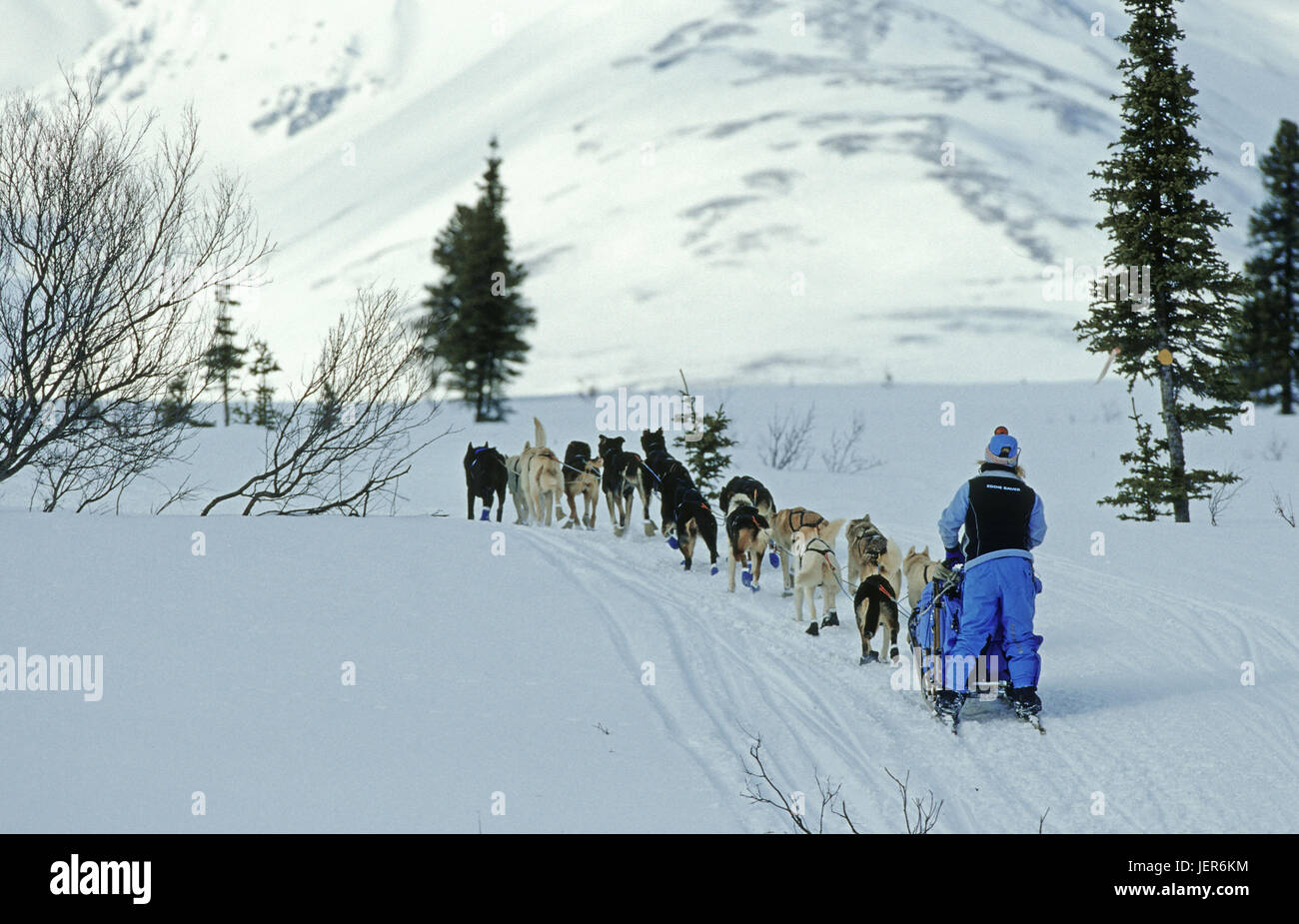 Dog sledge team, Alaska, Hundeschlittenteam - Alaska Stock Photo