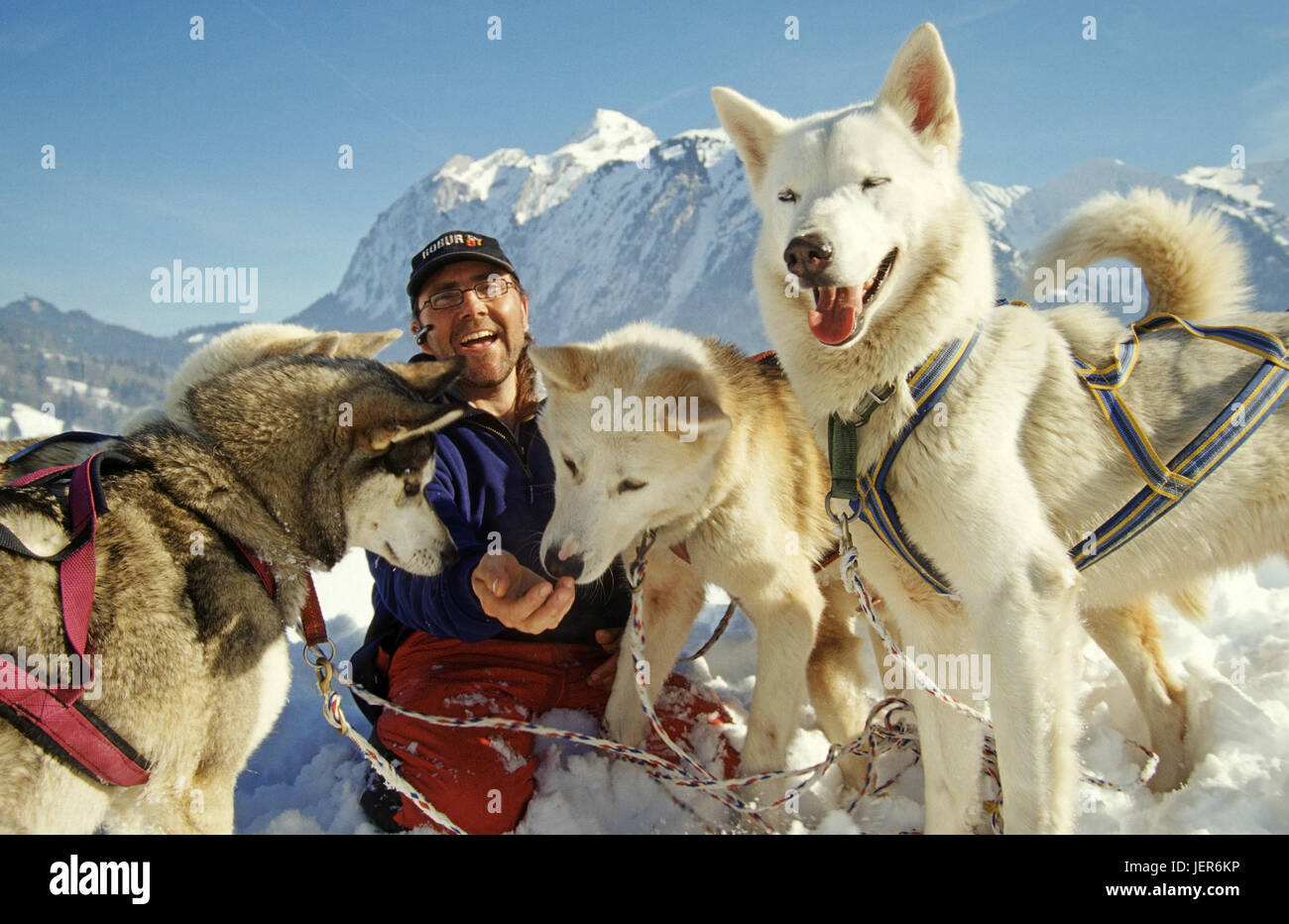 Dog sledge driver with his dog sledge team, Switzerland ...