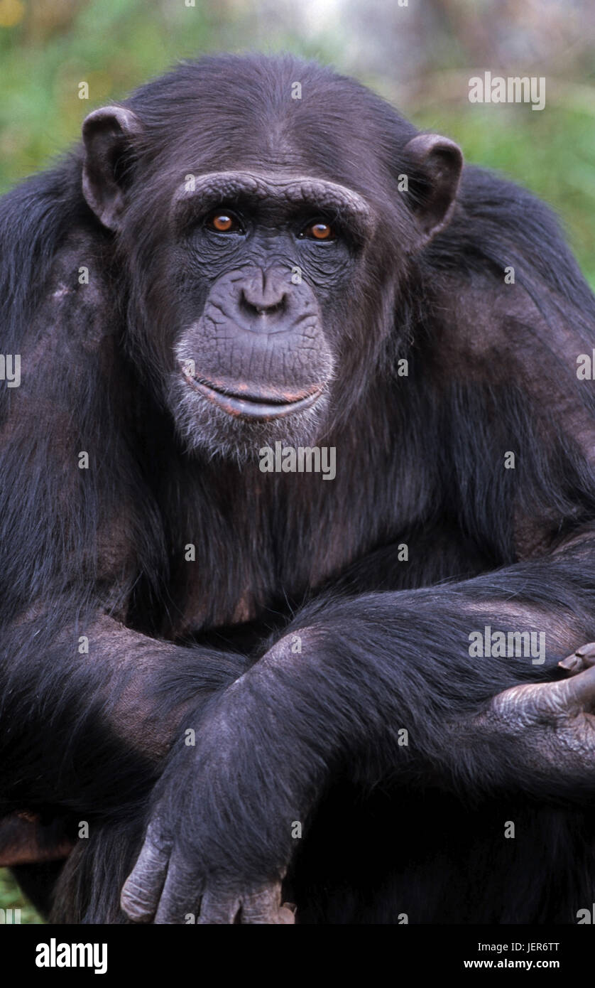 Chimpanzee, Pan troglodytes, Schimpanse (Pan troglodytes) Stock Photo