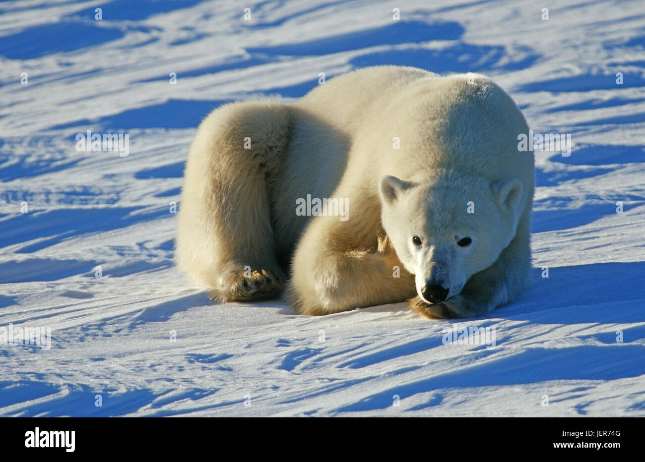 Polar bear, Ursus maritimus, Hudson Bay, Canada, Eisbär (Ursus maritimus), Kanada Stock Photo