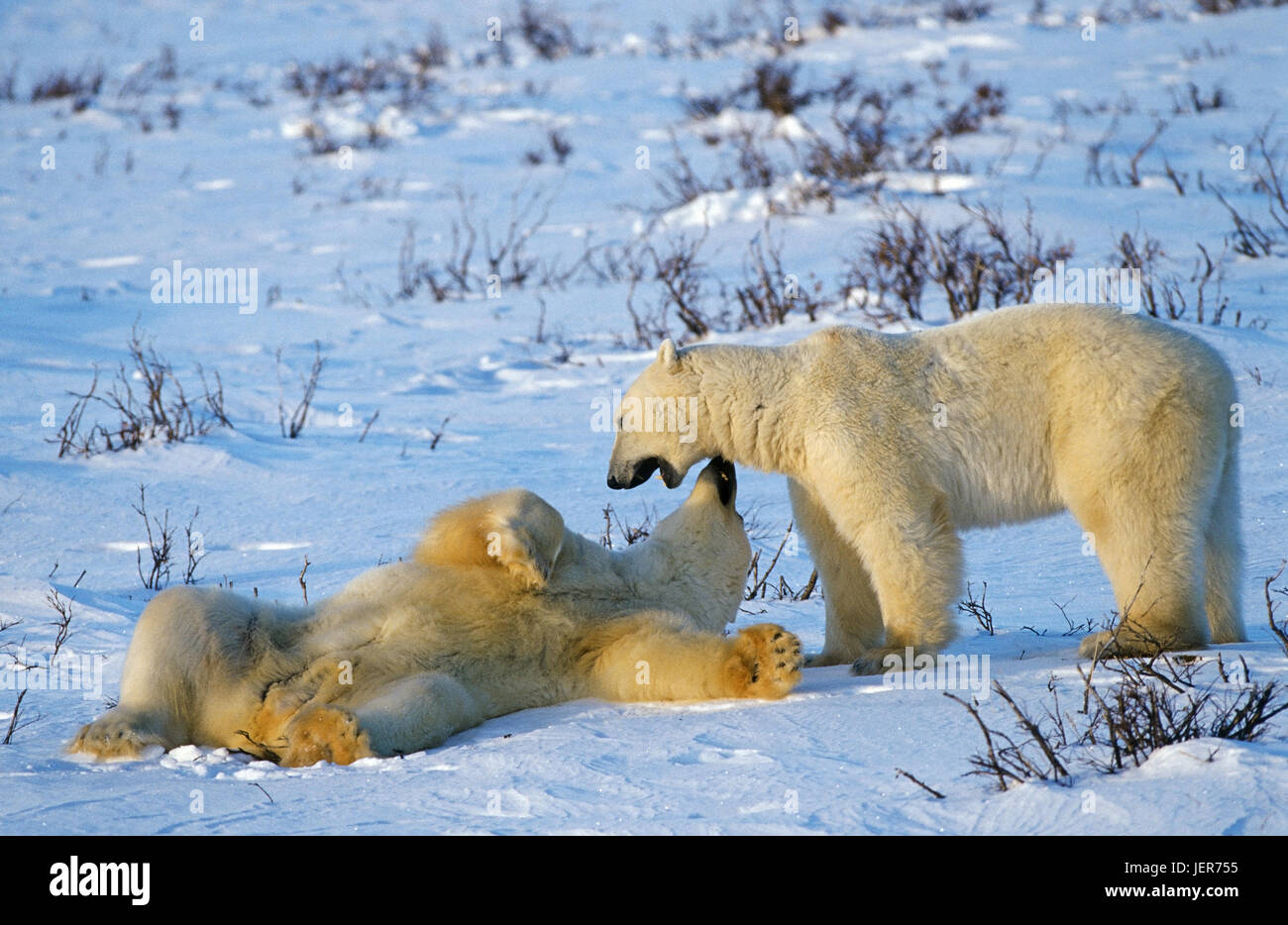 Polar bear, Ursus maritimus, Hudson Bay, Canada, Eisbär (Ursus maritimus), Kanada Stock Photo