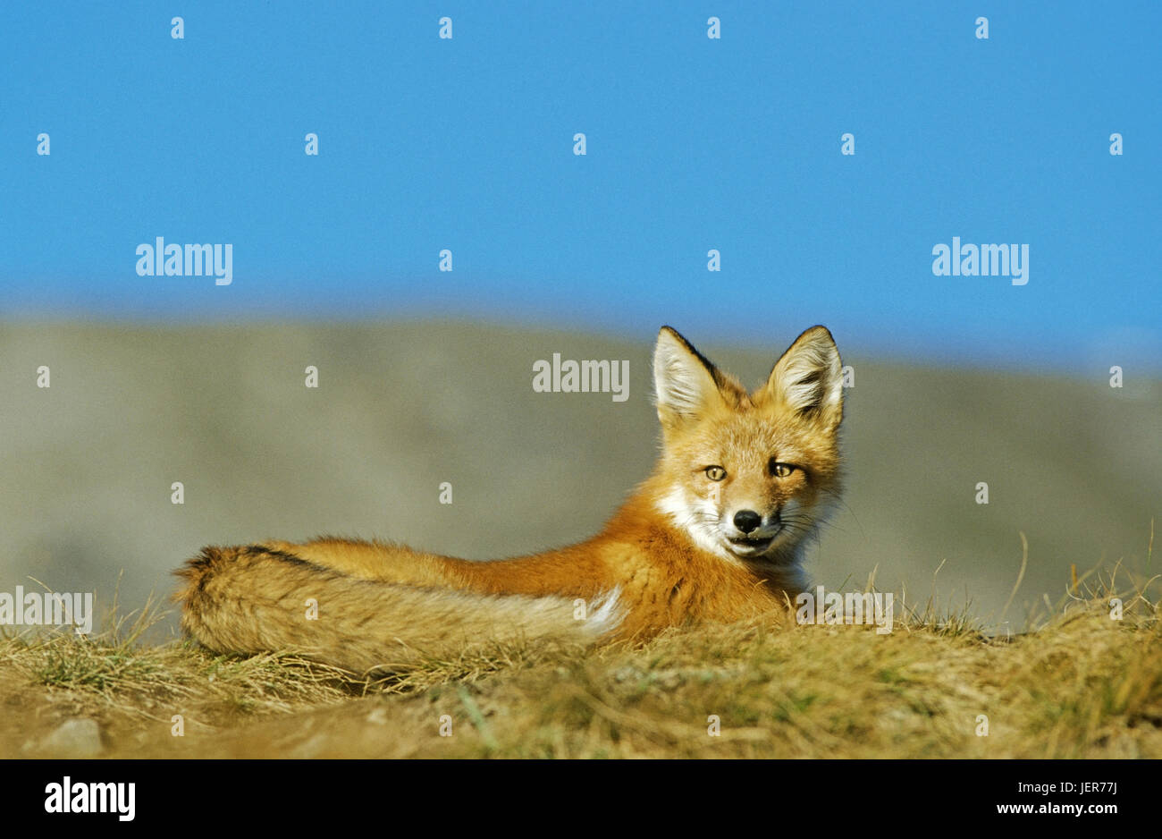 Fox, Vulpes vulpes, Denali N.P., Alaska, Fuchs (Vulpes vulpes) Stock Photo