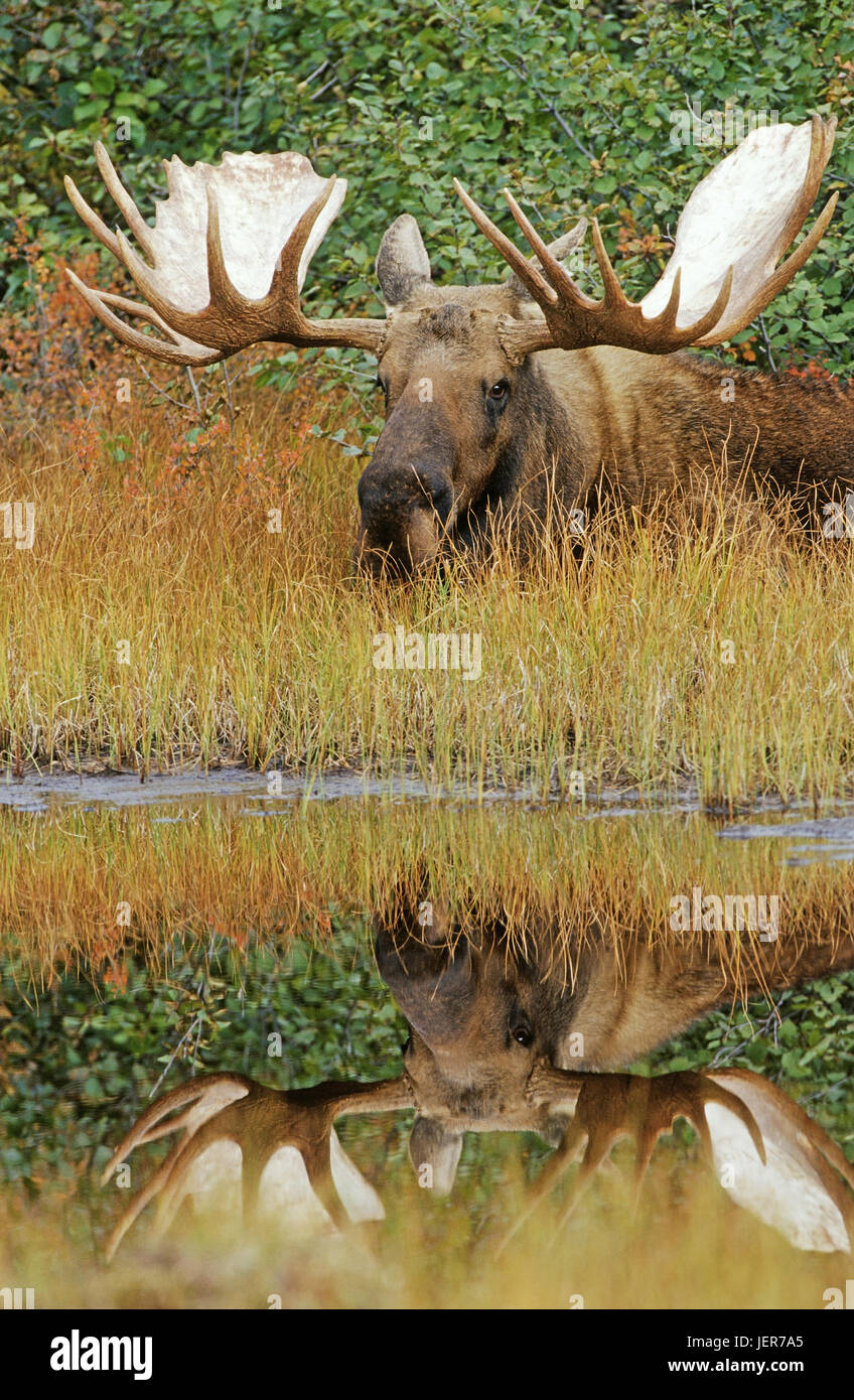 Elk, Alces alces, Denali N.P., Alaska, Elch (Alces alces) Stock Photo
