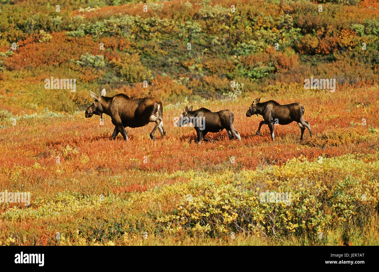 Elk, Alces alces, Denali N.P., Alaska, Elch (Alces alces) Stock Photo