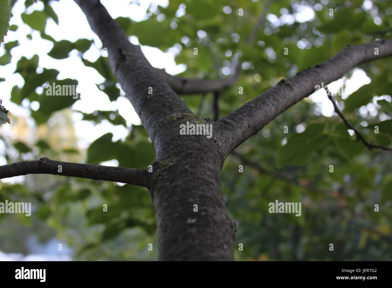 Darker image of the upper part of a tree. It gives a very settle yet dim mood. Stock Photo