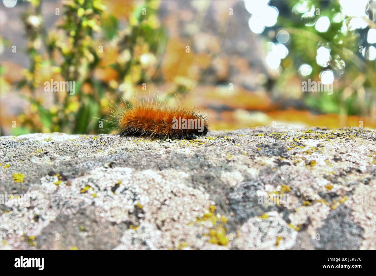 This cute little guy is just making his way across this tree here. What ...