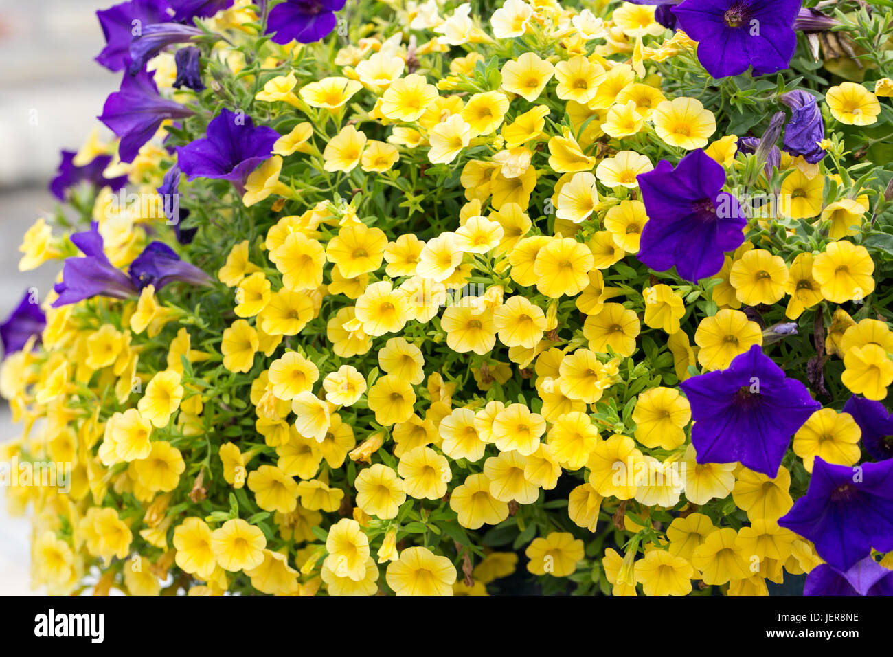 Wave Miniature Petunia Purple And Yellow Great Combination Stock Photo Alamy