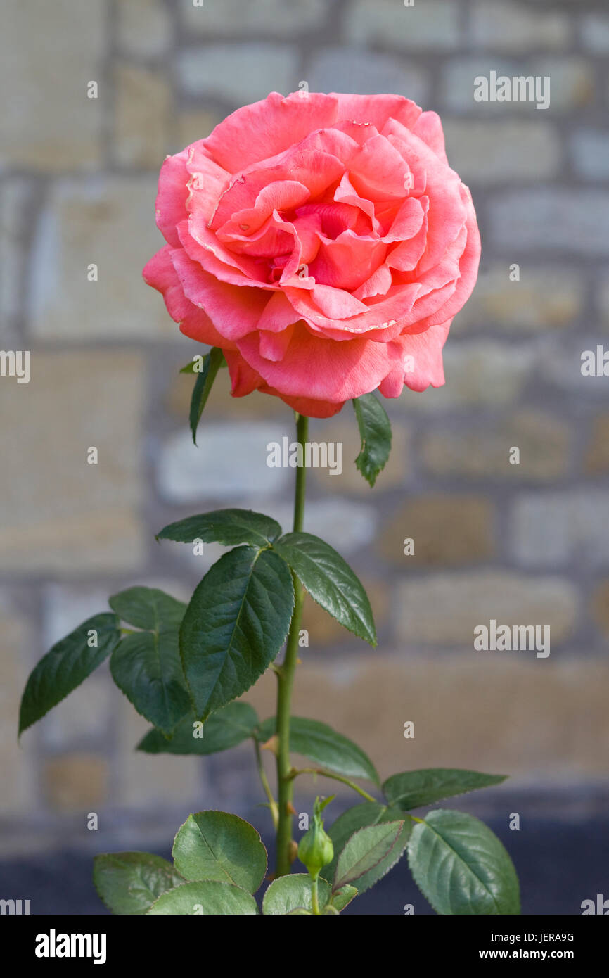 Pink rose in a garden Stock Photo - Alamy