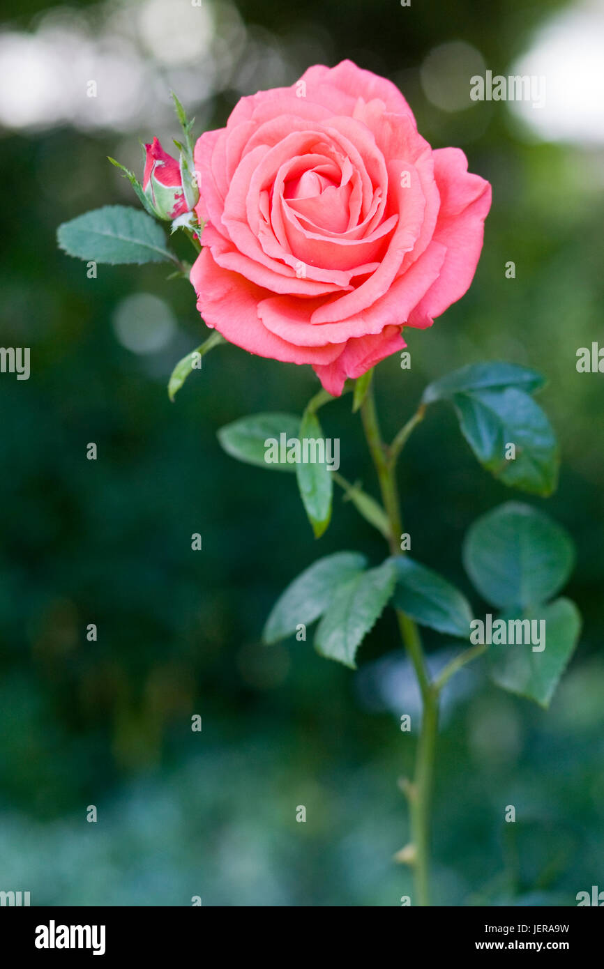 Pink rose in a garden Stock Photo - Alamy