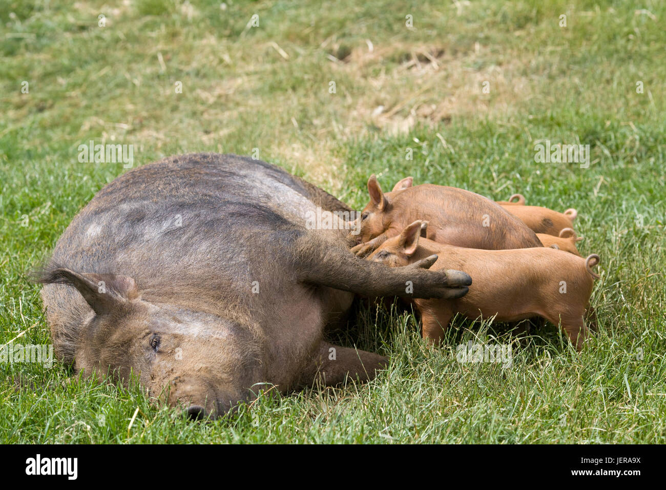iron age pig feeding her young Stock Photo Alamy