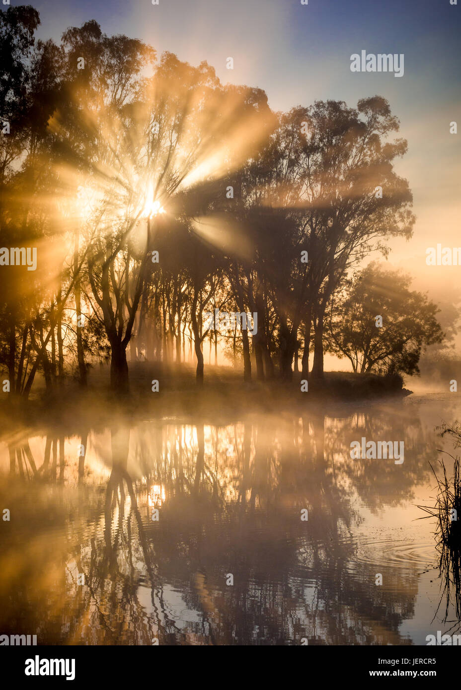 sun breaking though trees on a calm river, with mist surrounding Stock Photo