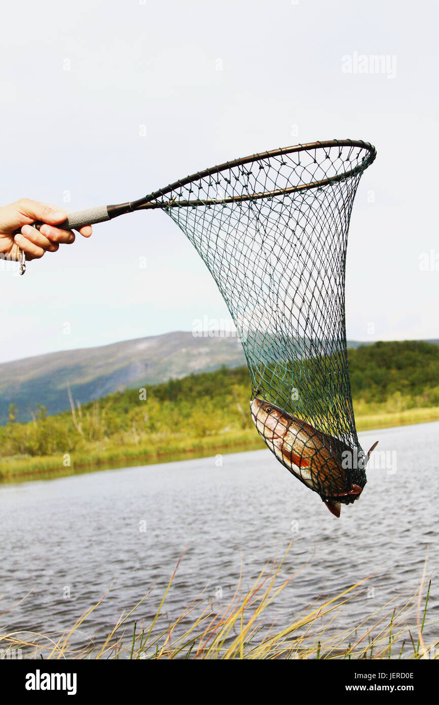 Hand holding net with fish Stock Photo - Alamy