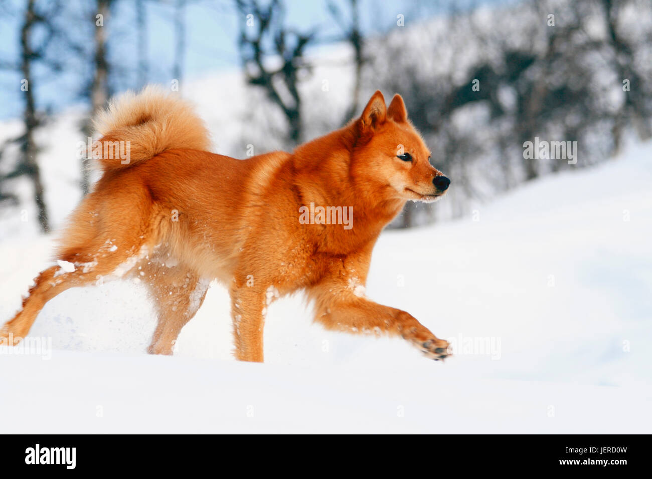 How Can You Feed Your Dog Ginger