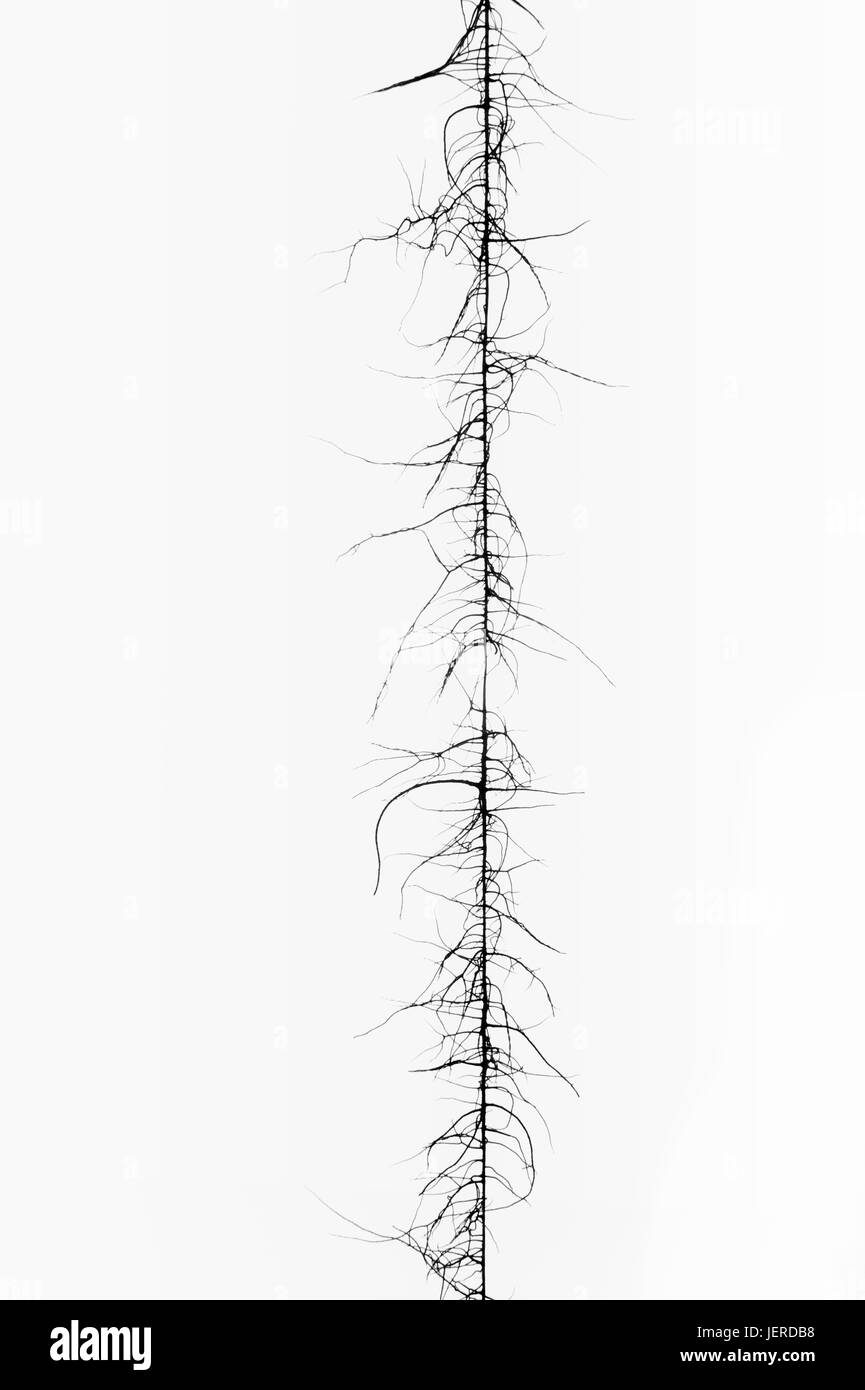 Moss and lichen Black and White Stock Photos & Images - Alamy
