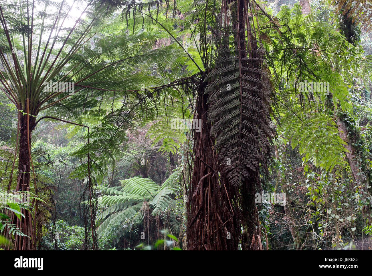 Rainforest Stock Photo