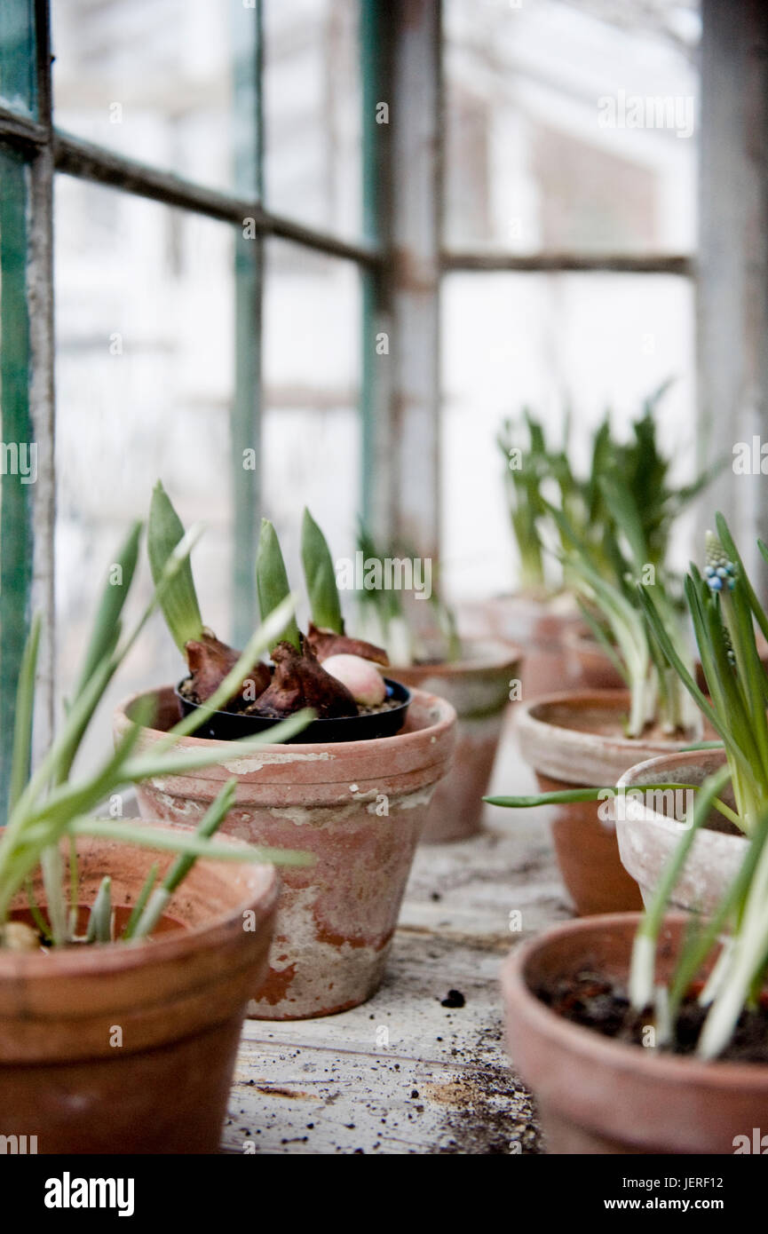 Bulb plants in pots Stock Photo Alamy
