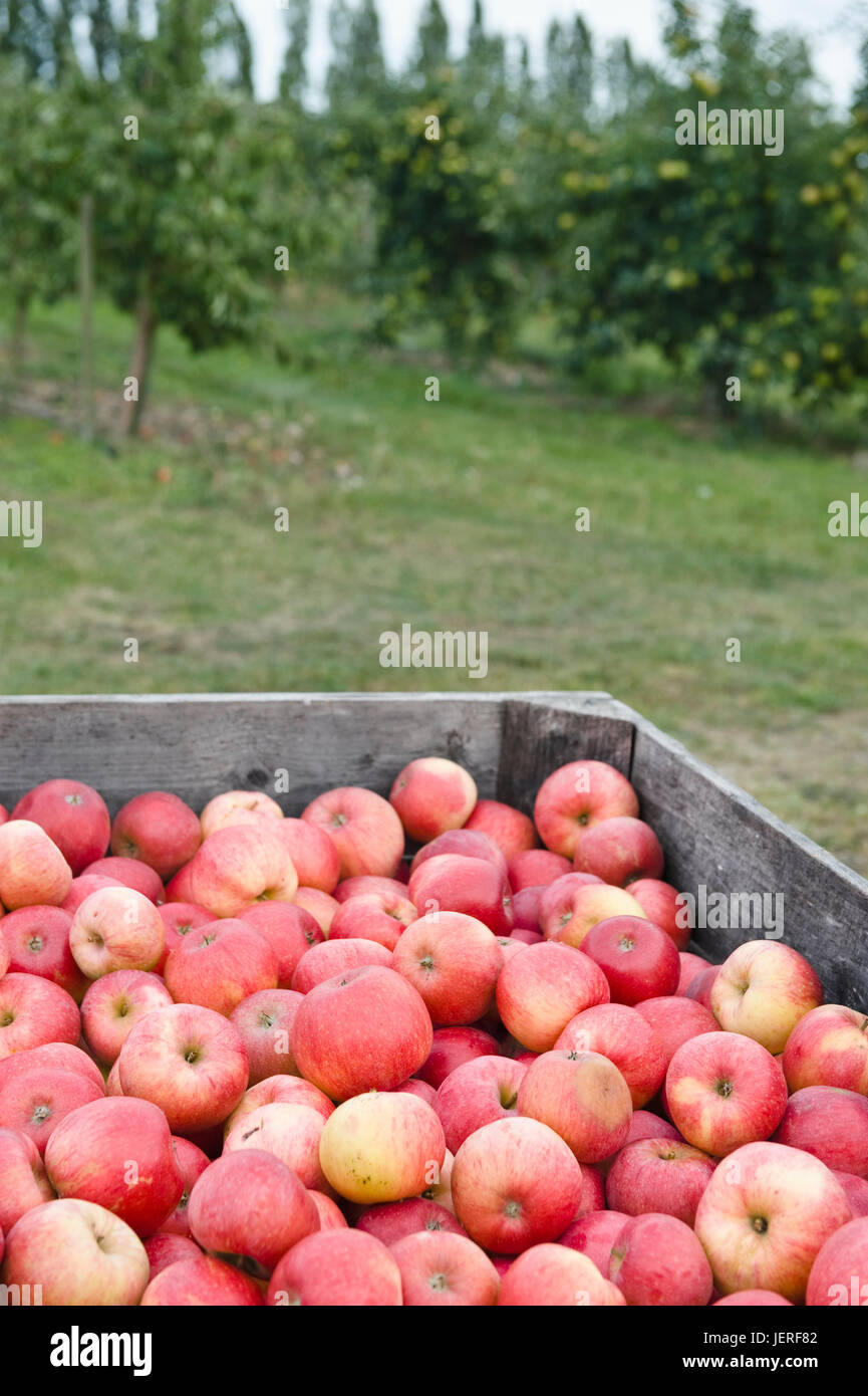 Apple container hi-res stock photography and images - Alamy