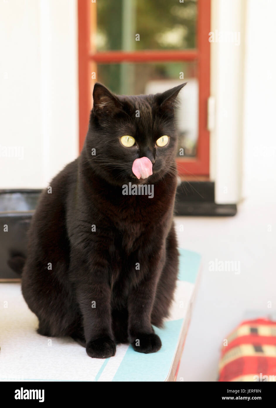 Black cat licking his nose Stock Photo Alamy