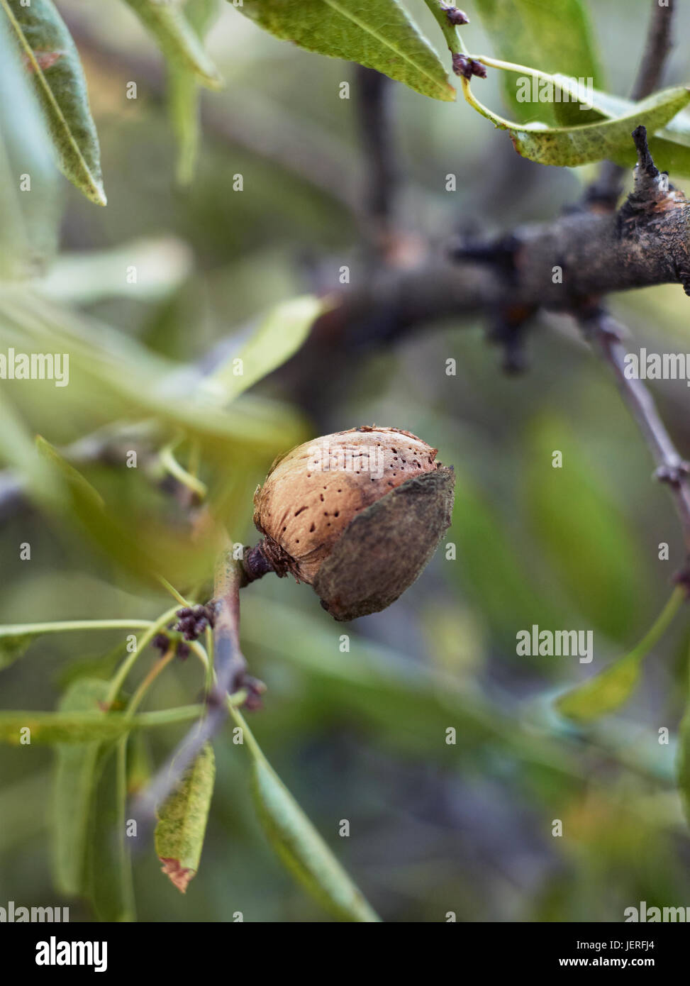 Almond on tree Stock Photo - Alamy