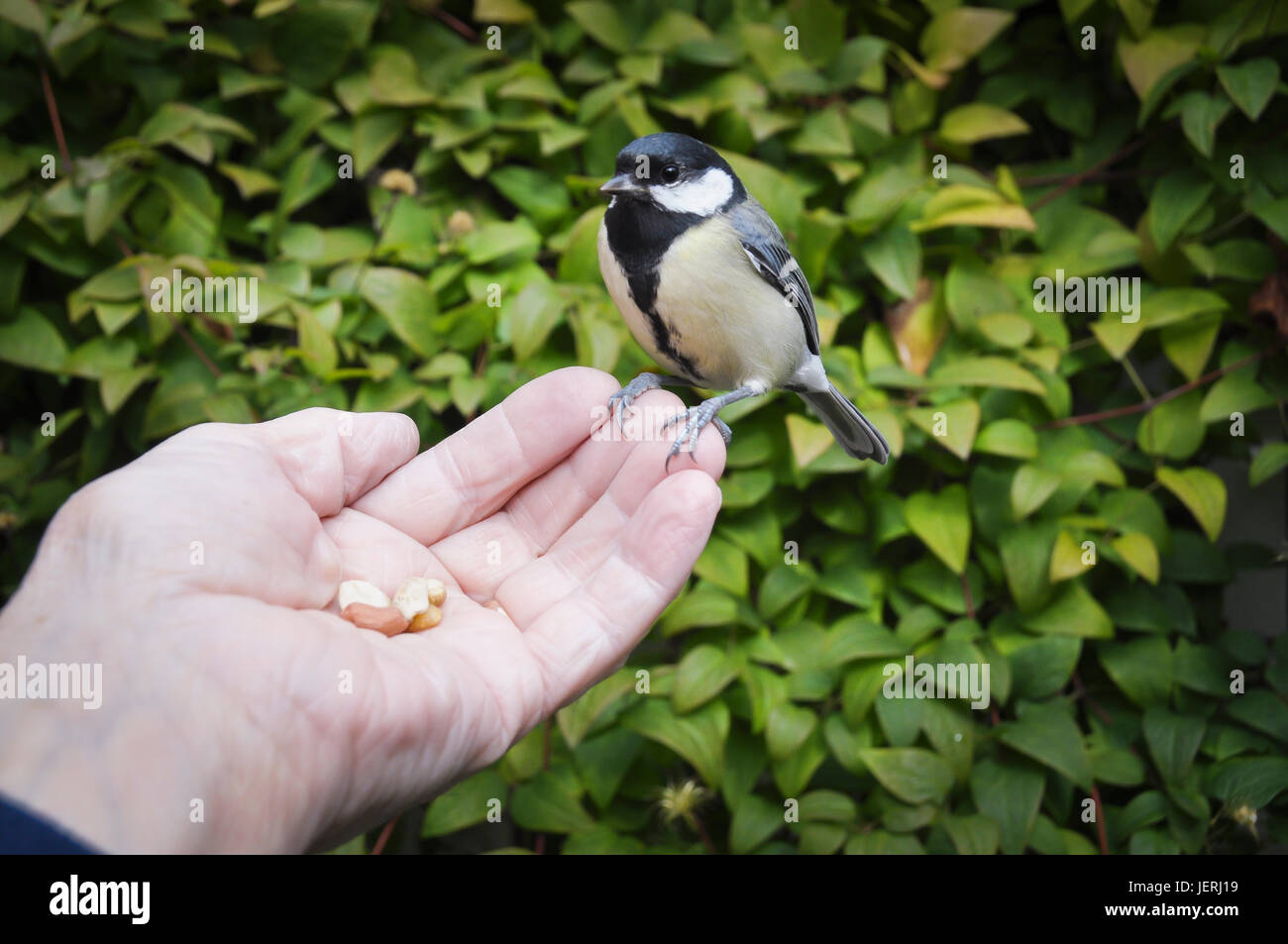 Small bird eating nuts Stock Photo Alamy