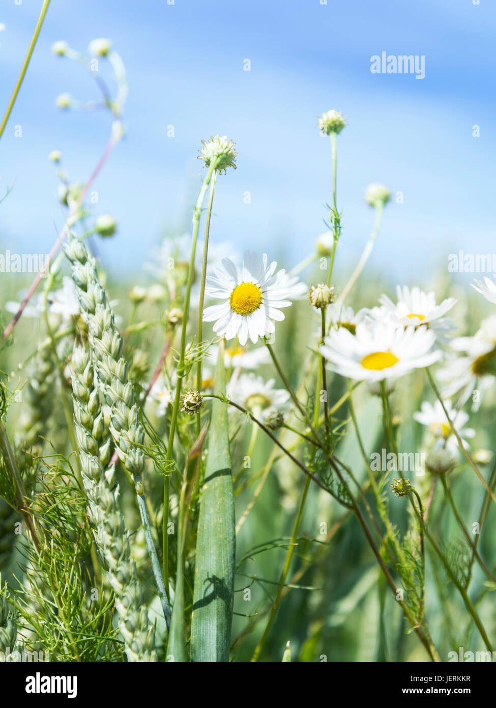 Chamomile types hi-res stock photography and images - Alamy