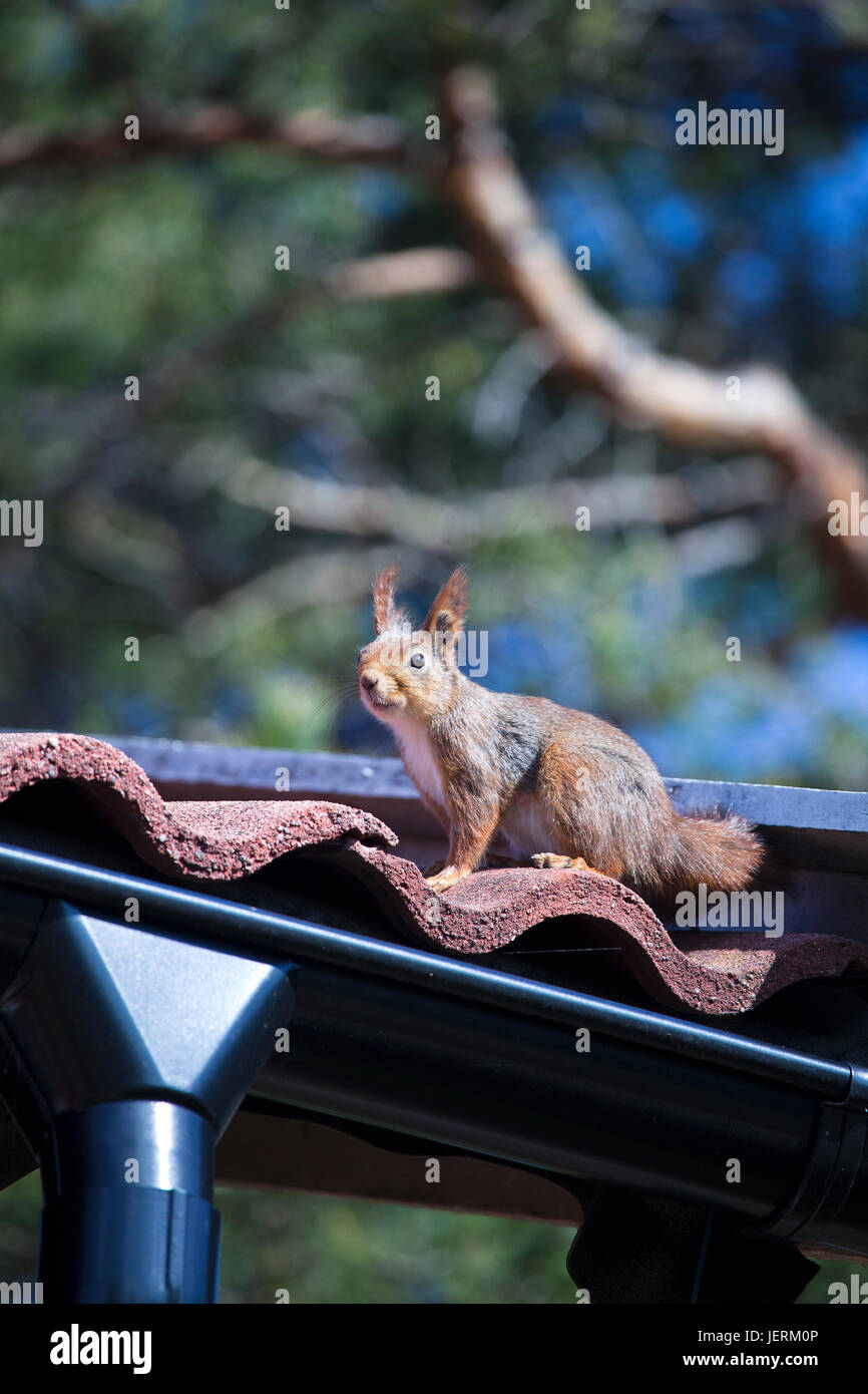 Squirrel on roof Stock Photo Alamy