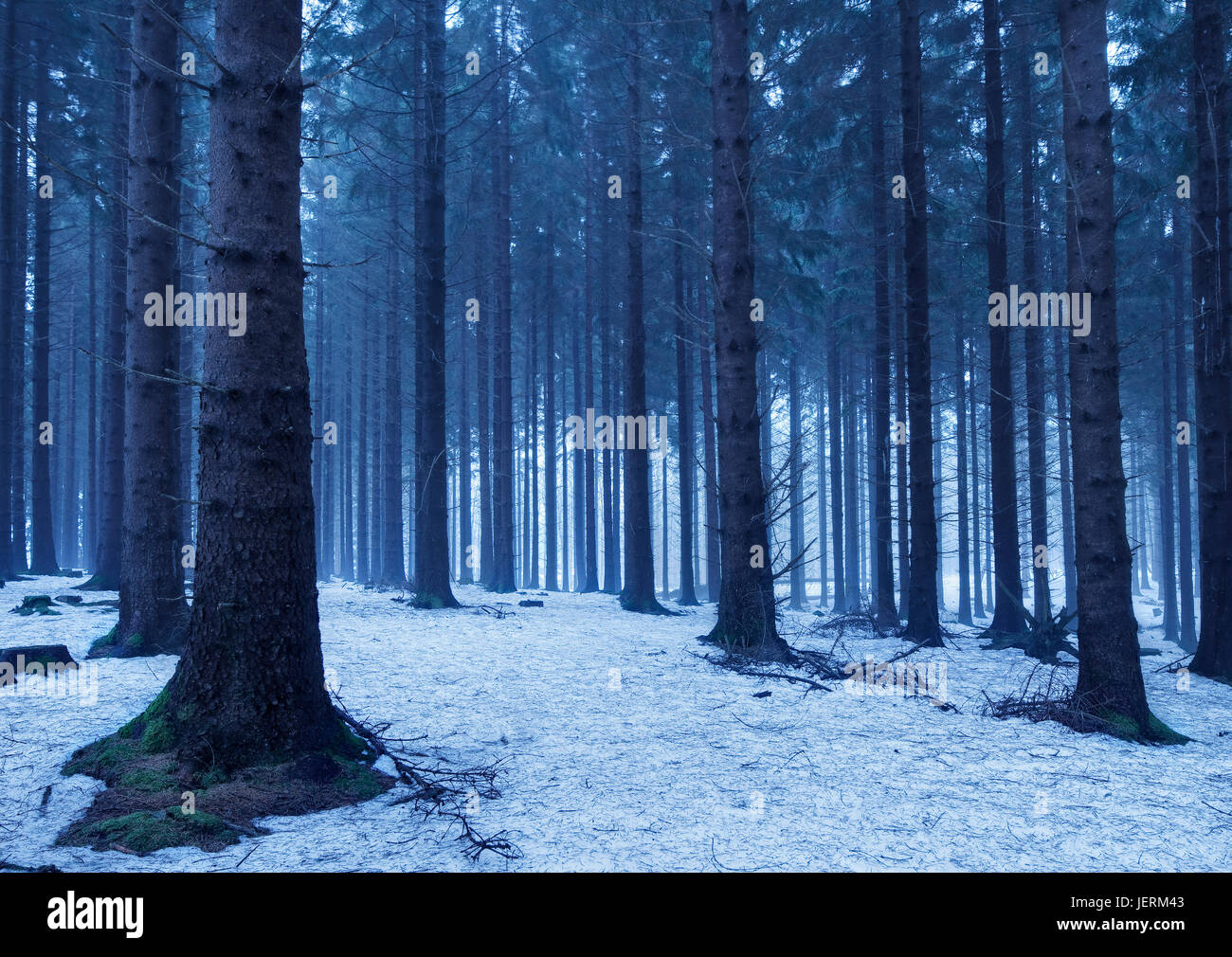 Forest at winter Stock Photo - Alamy