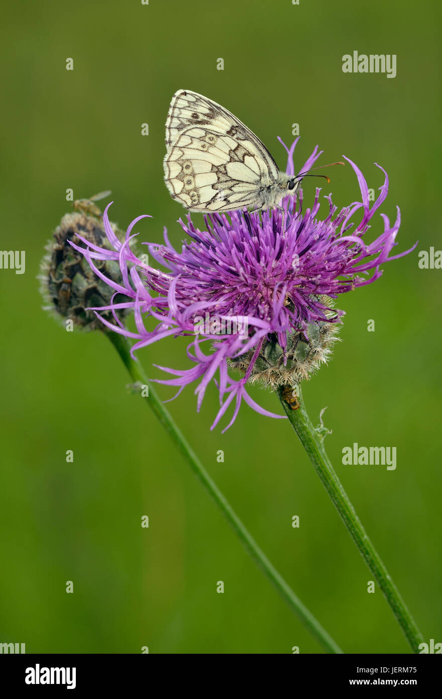 Marbled White Butterfly - Melanargia galathea Feeding on Greater Knapweed - Centaurea scabiosa Stock Photo