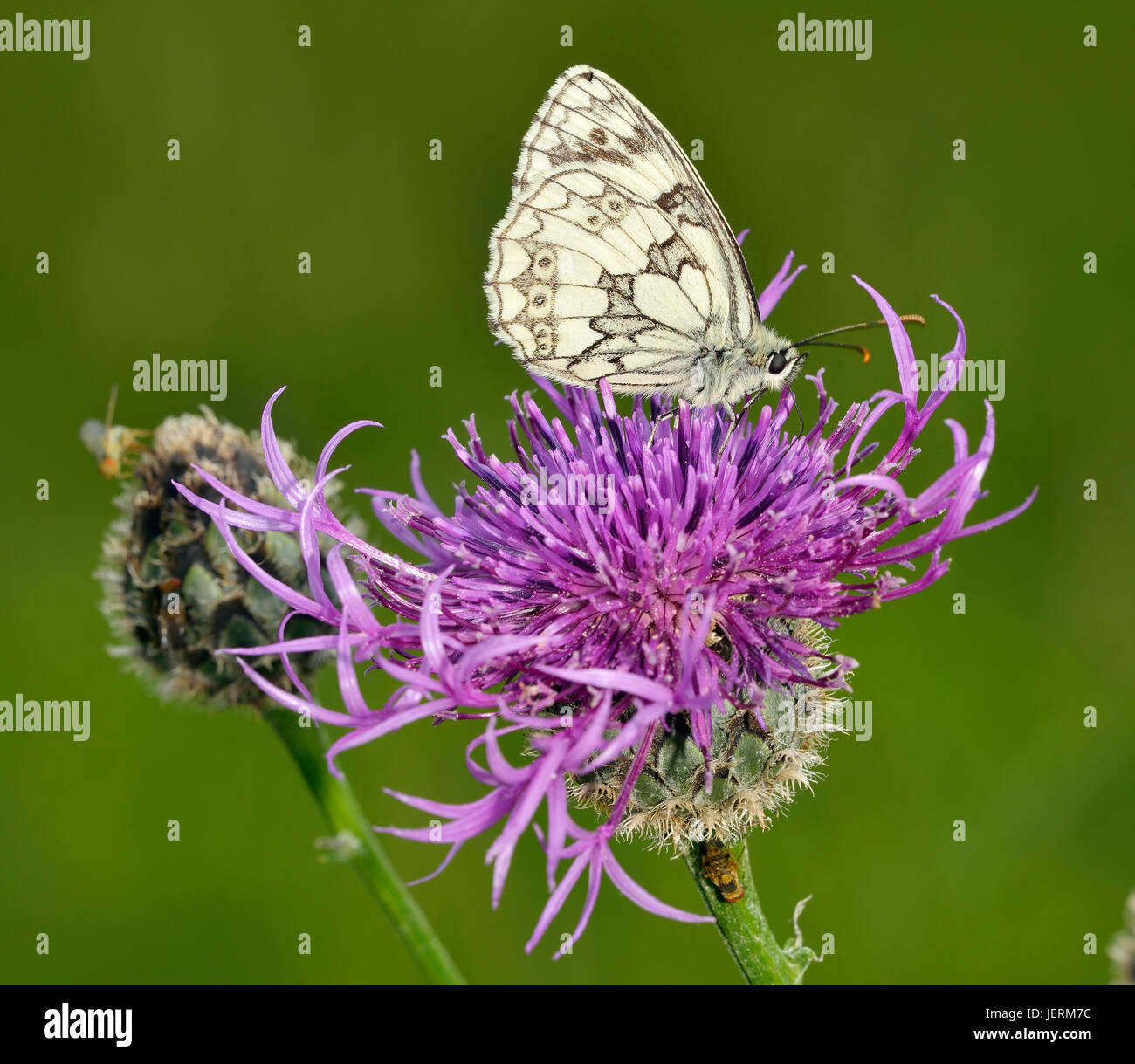 Marbled White Butterfly - Melanargia galathea Feeding on Greater Knapweed - Centaurea scabiosa Stock Photo