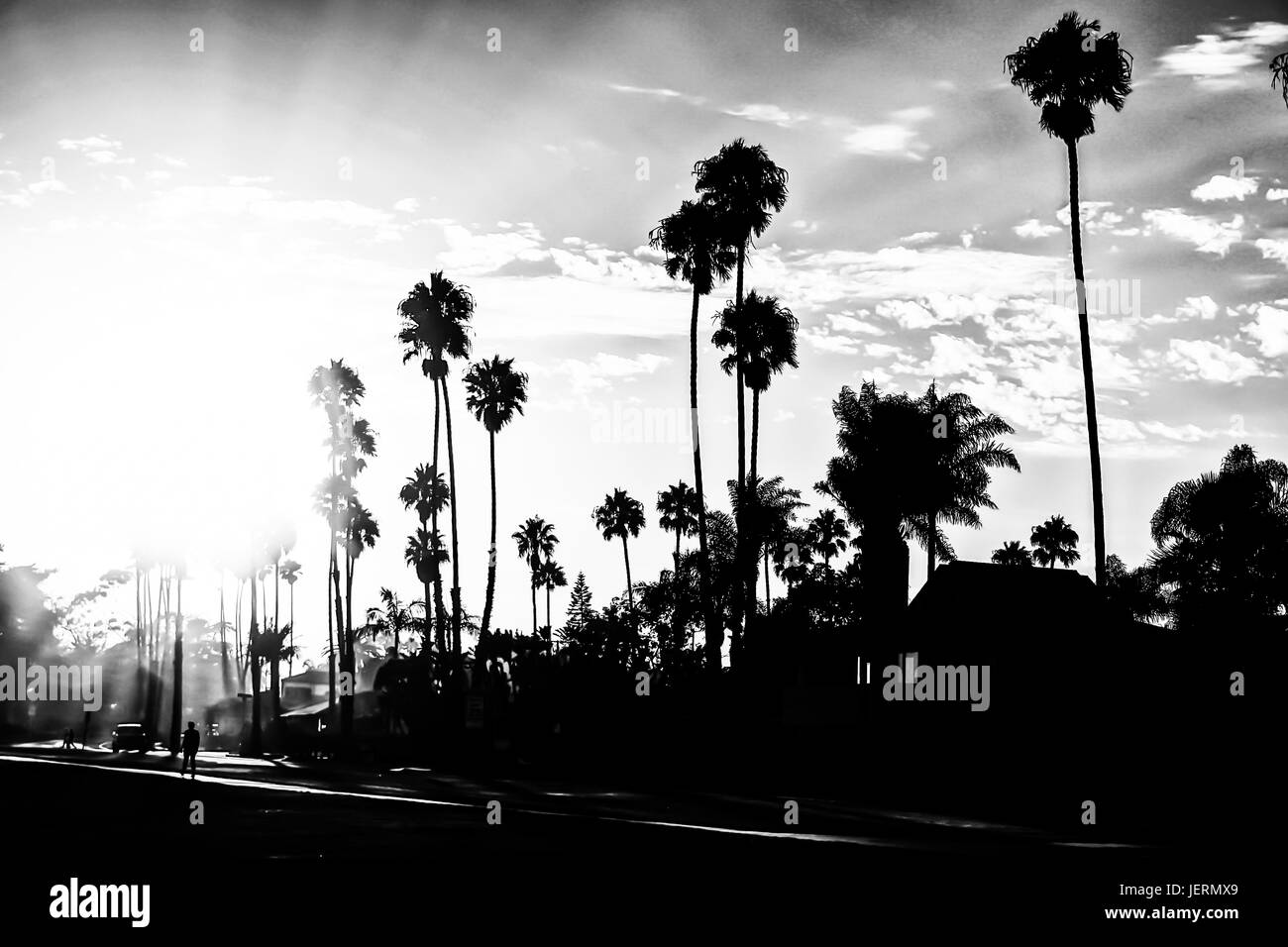 Black and sale white palm trees