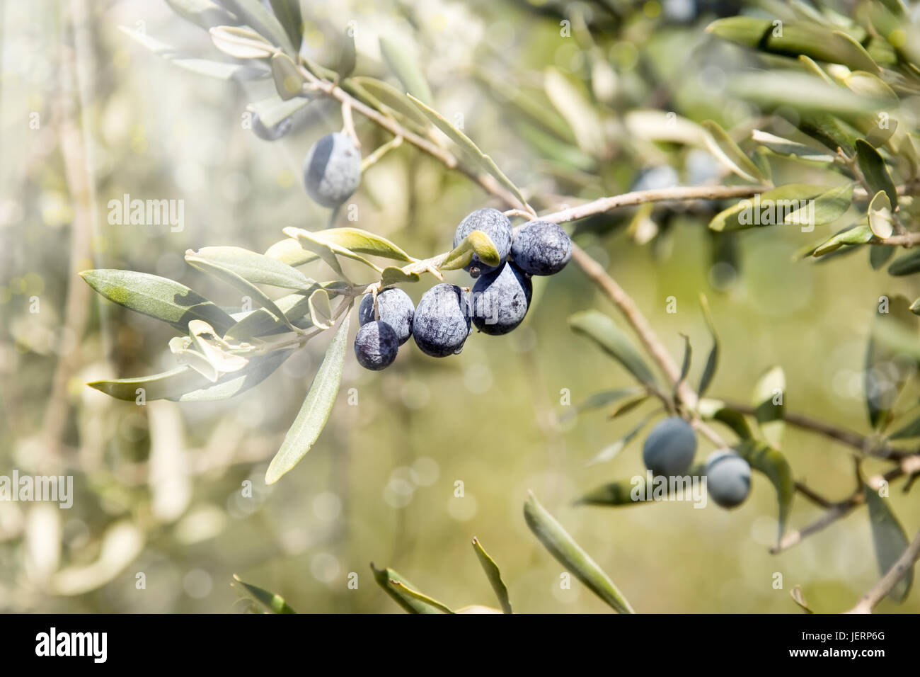 close up olive tree branch and fresh olives Stock Photo - Alamy