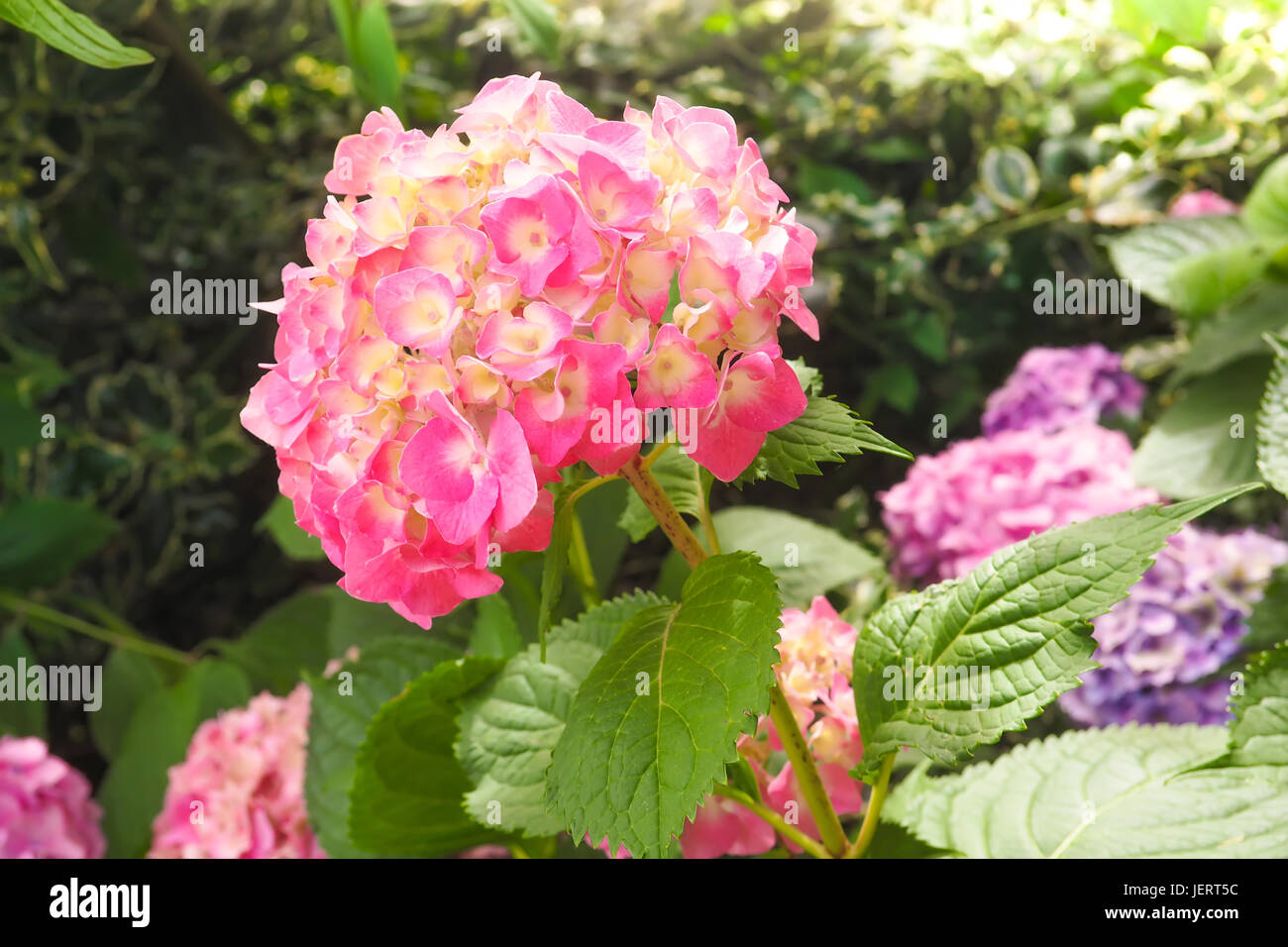Closeup view of the beautiful pink flowers of Hydrangea macrophylla or ...