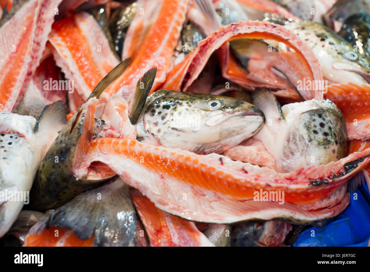 Fish backbone hi-res stock photography and images - Alamy