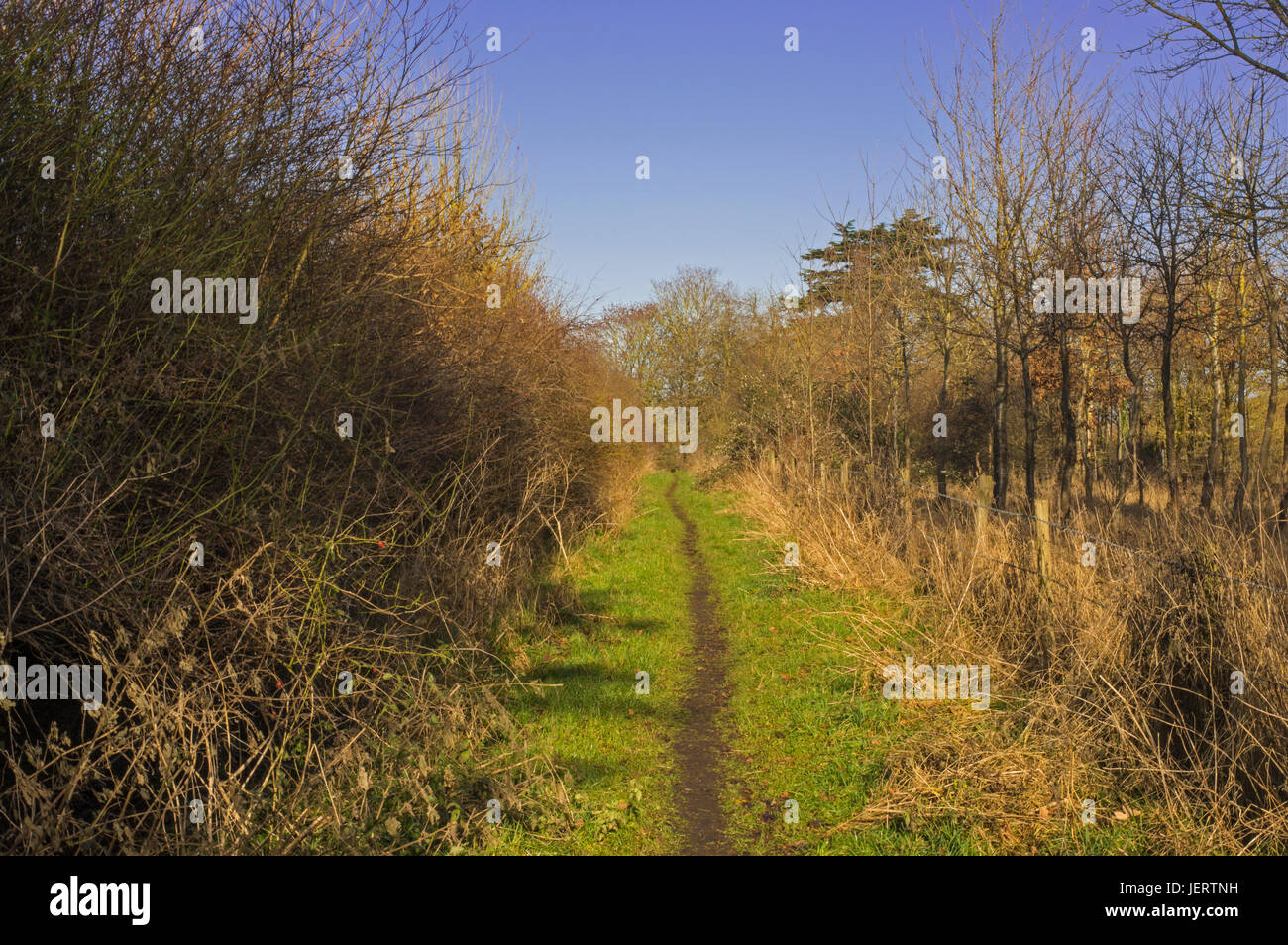 An English country footpath through woodland in winter. Stock Photo