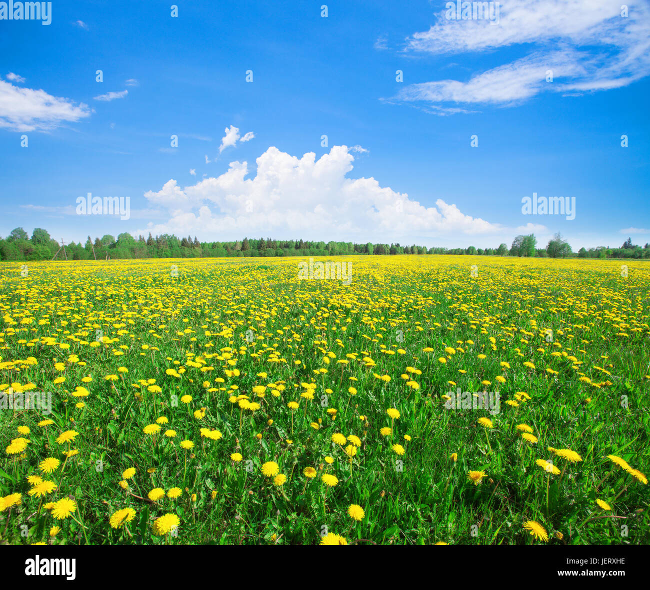 Yellow flowers field under blue cloudy sky Stock Photo