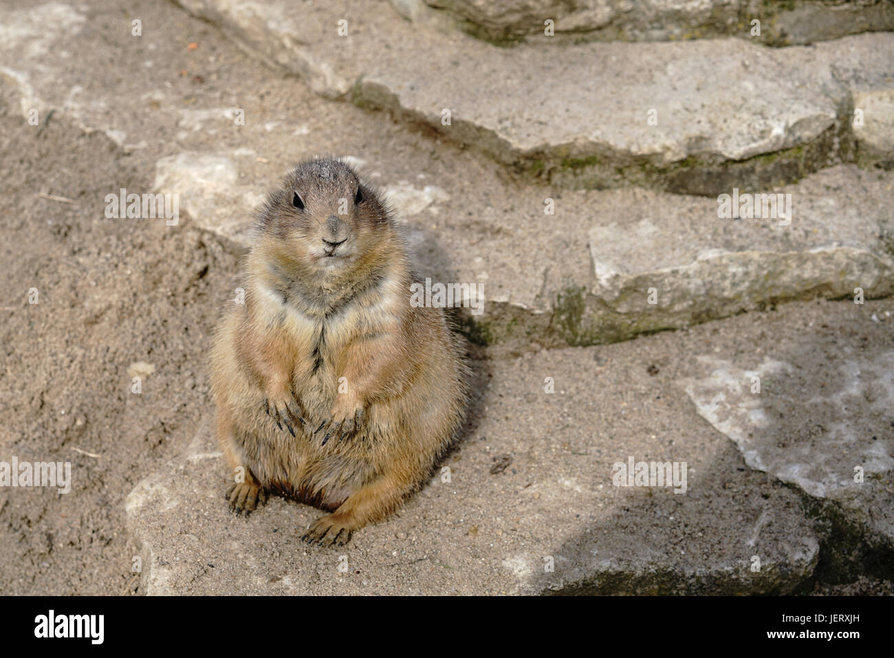 watchful prairie dog on a rock at the zoo Stock Photo