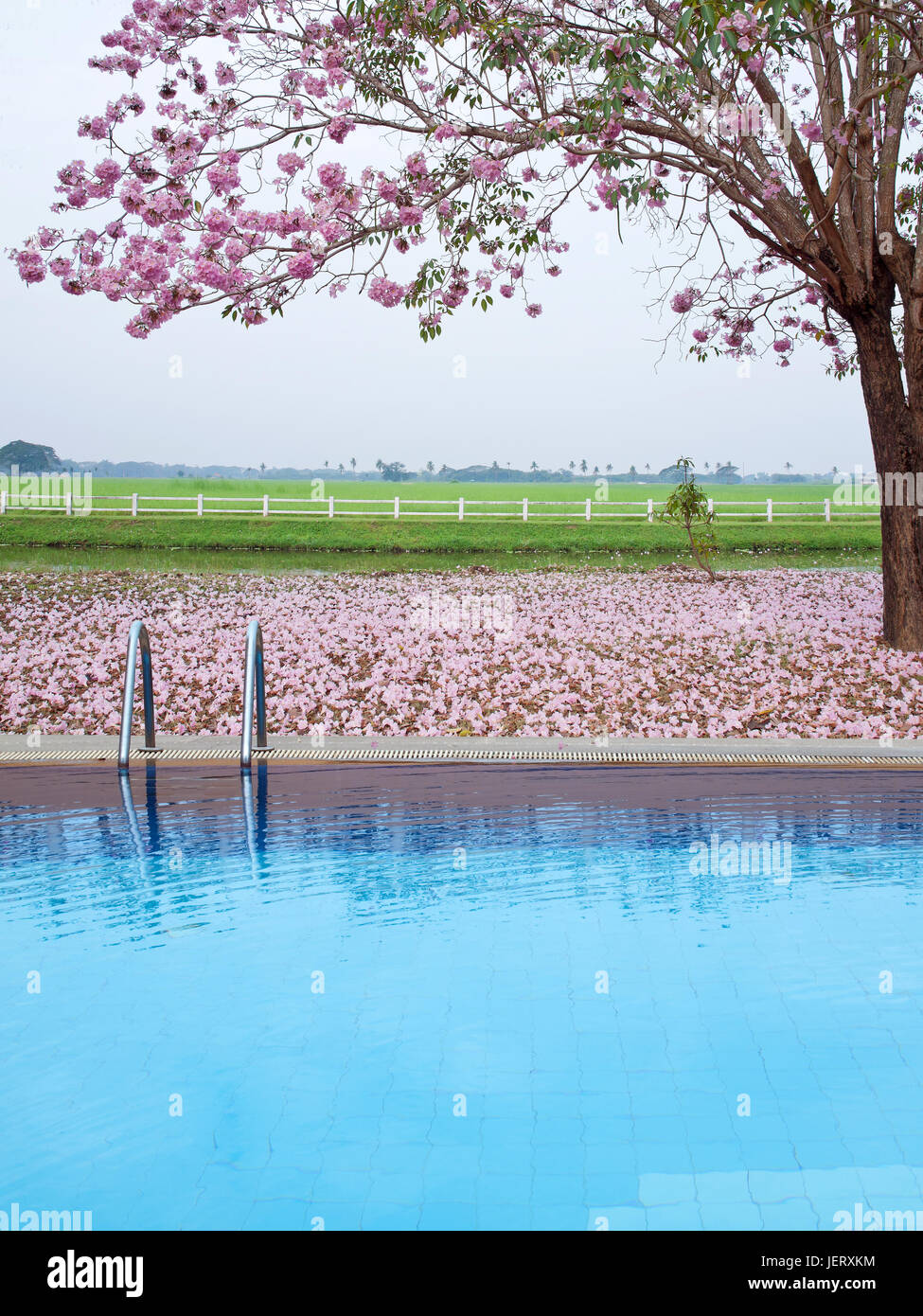 Outdoor swimming pool with pink trumpet tree flower(Tabebuia rosea) and farmland on backside. Stock Photo