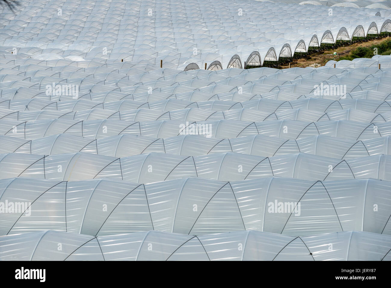 Growing strawberries in plastic tunnels near Palos de la Frontera,  Huelva province, Andalucia, Spain Stock Photo