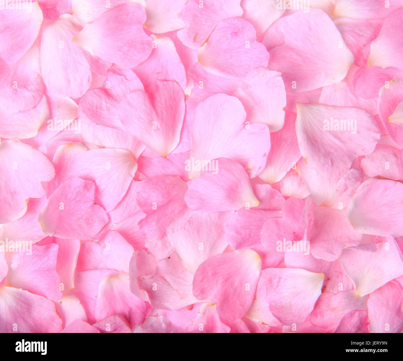 Background texture of beautiful delicate pink rose petals Stock Photo -  Alamy