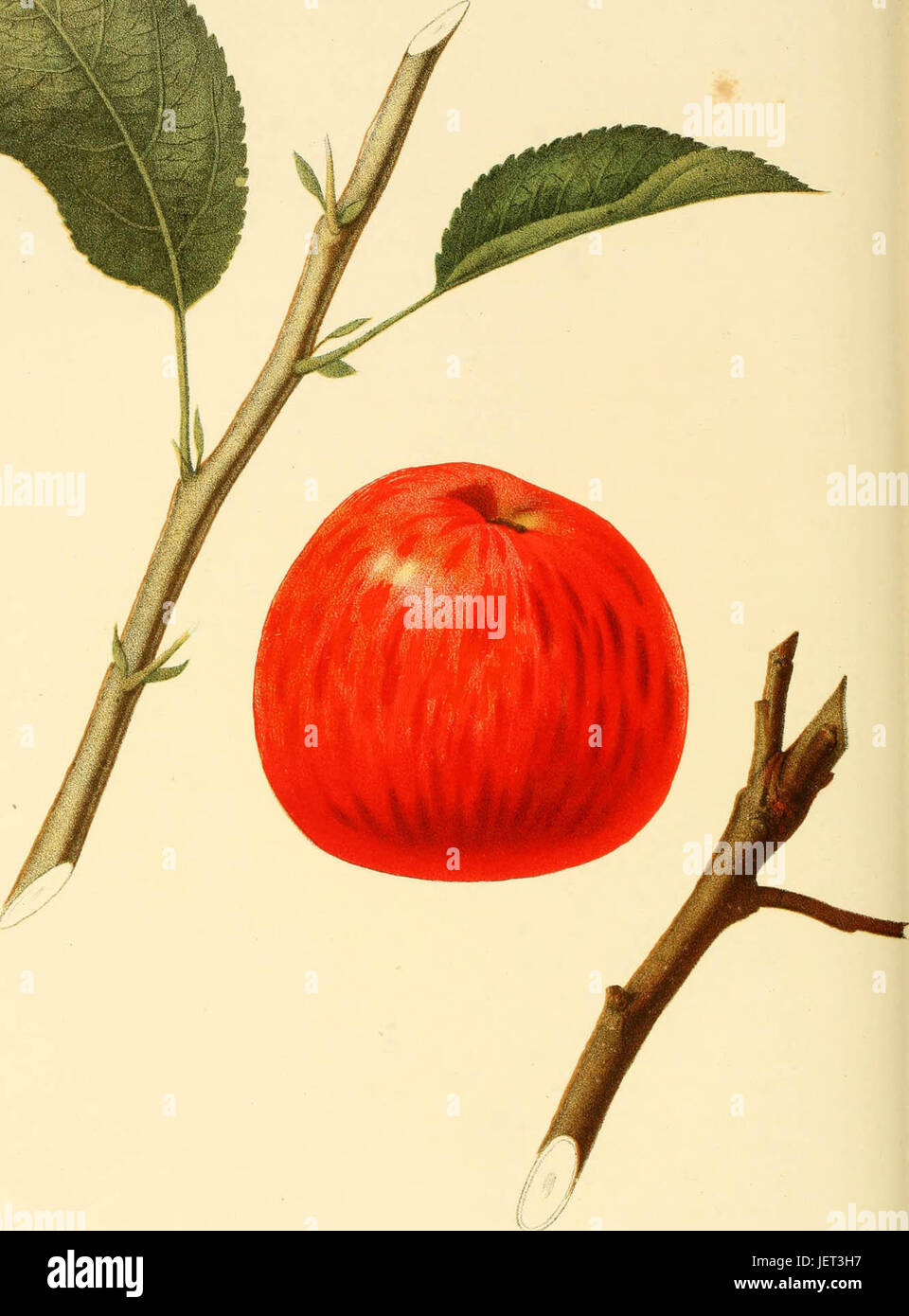 "The fruits of America containing richly colored figures, and full